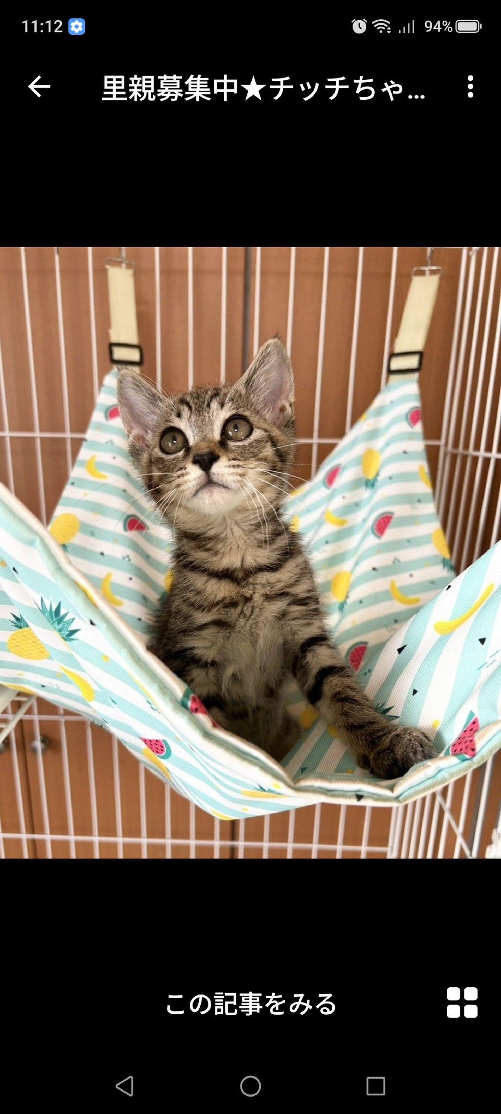 雑種（ミックス猫）・メスの里親募集の写真