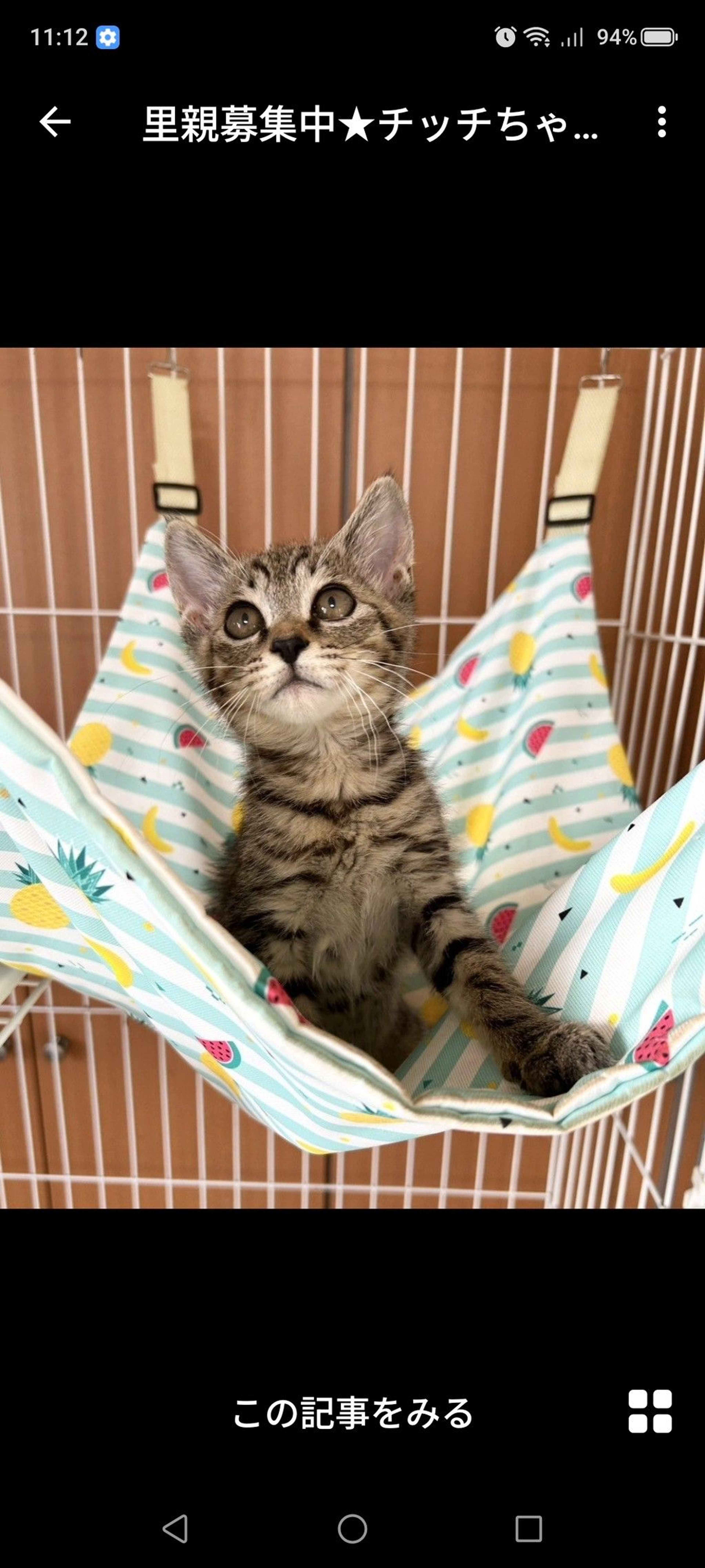 雑種（ミックス猫）・メスの里親募集の写真