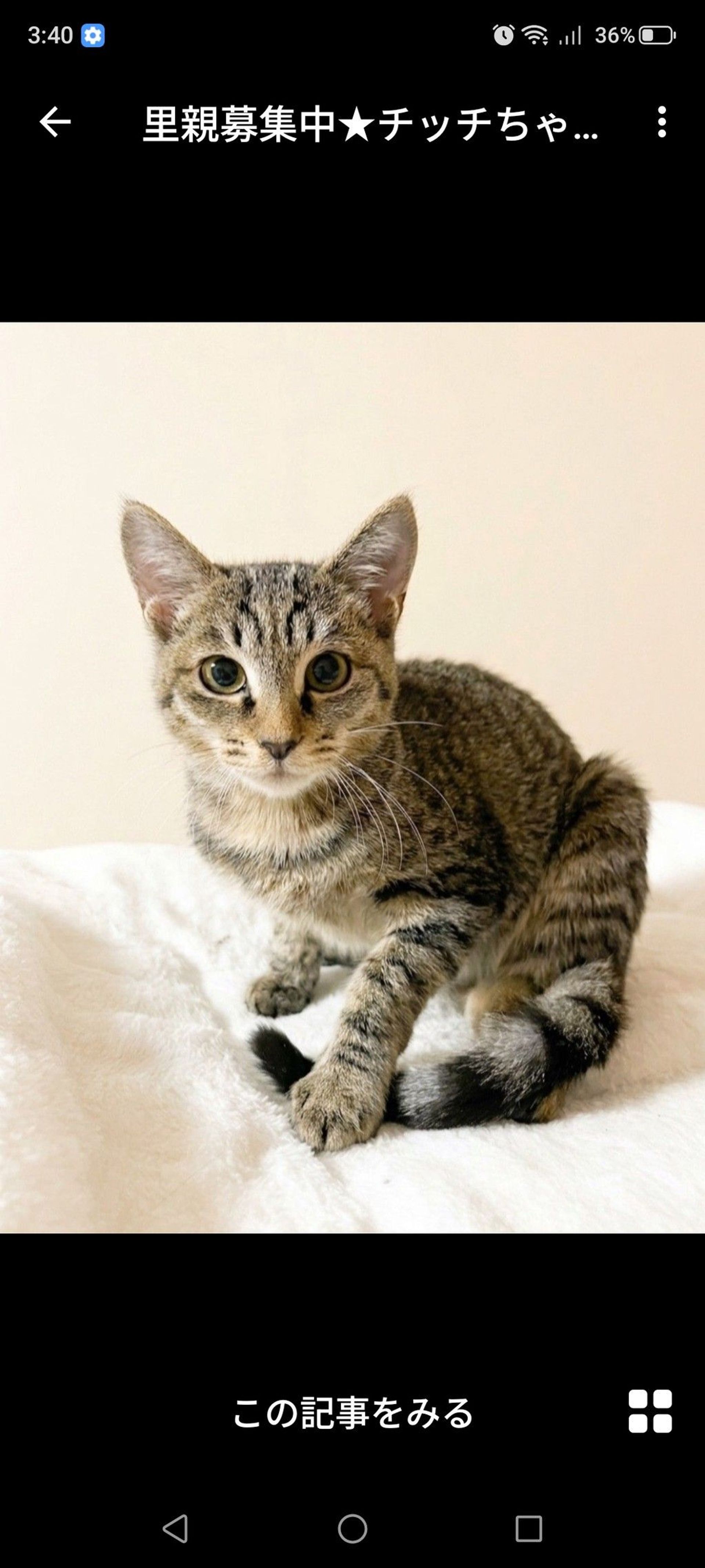 雑種（ミックス猫）・メスの里親募集の写真