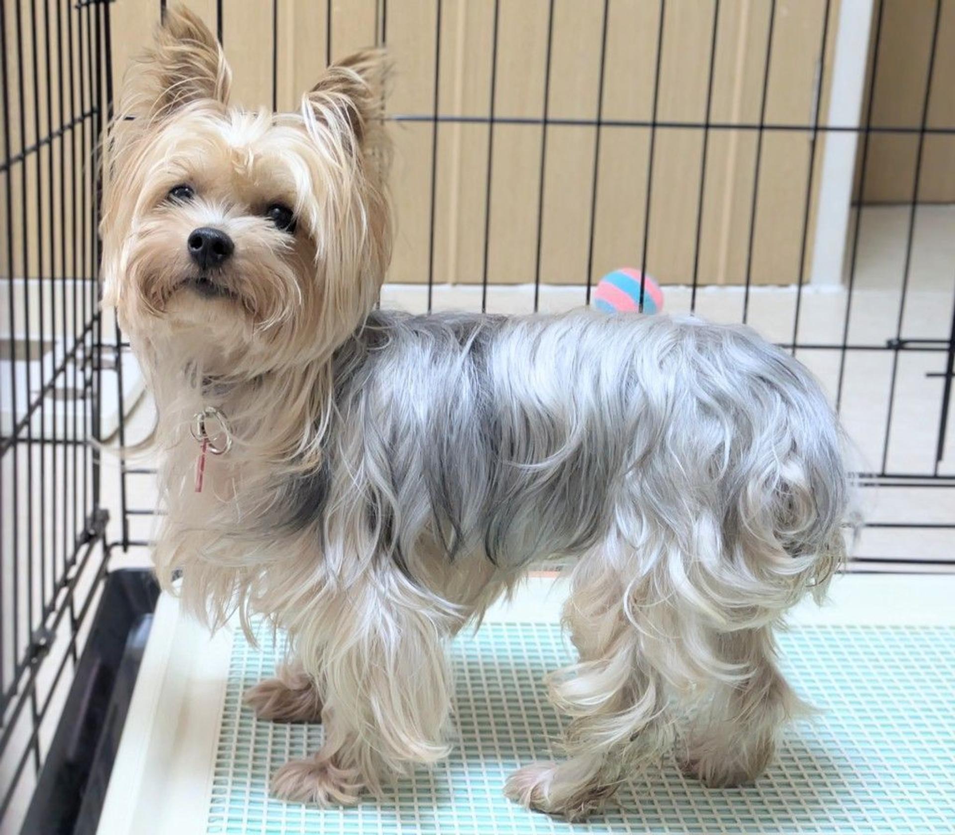 pet-image-3