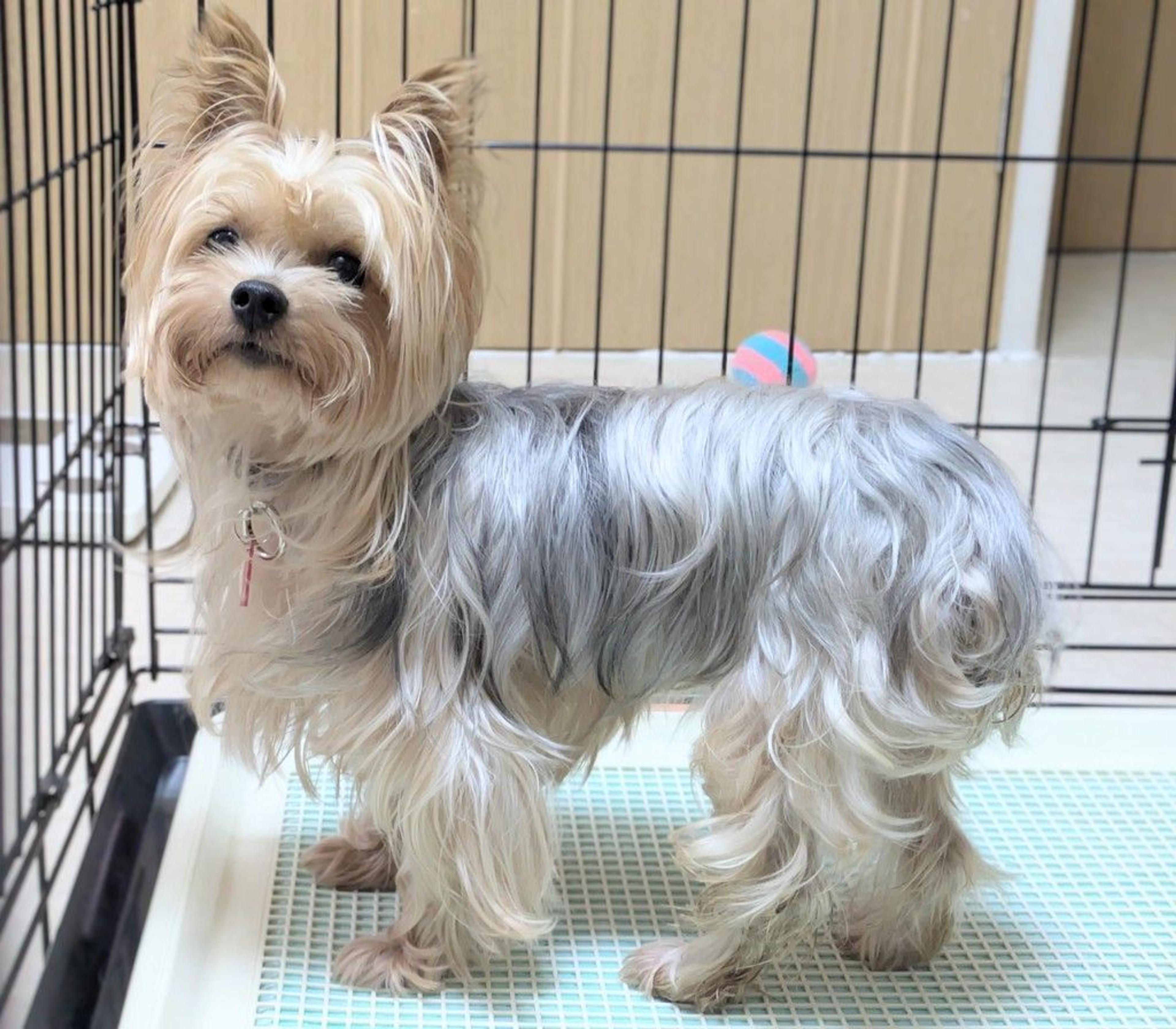 pet-image-3