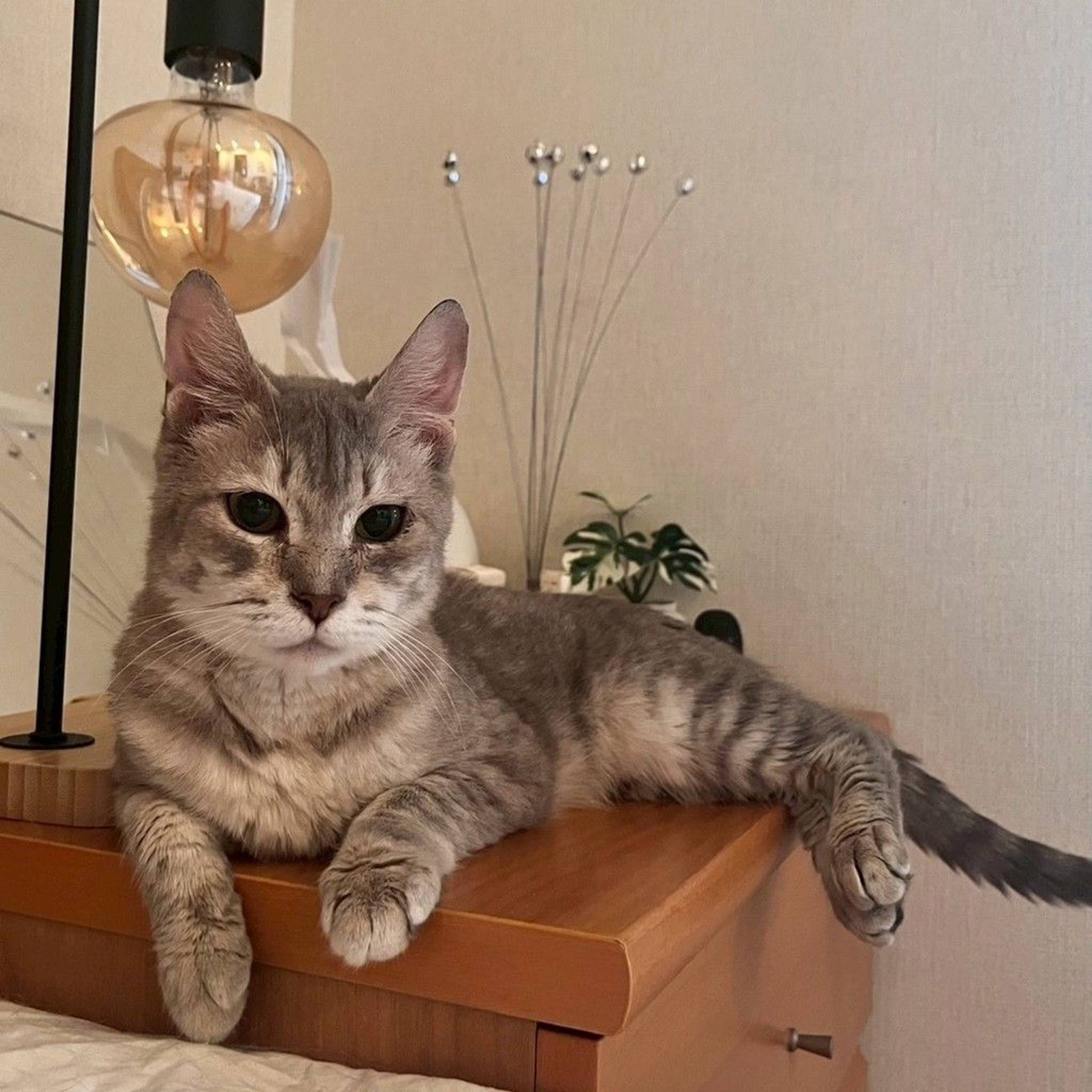 雑種（ミックス猫）・メスの里親募集の写真