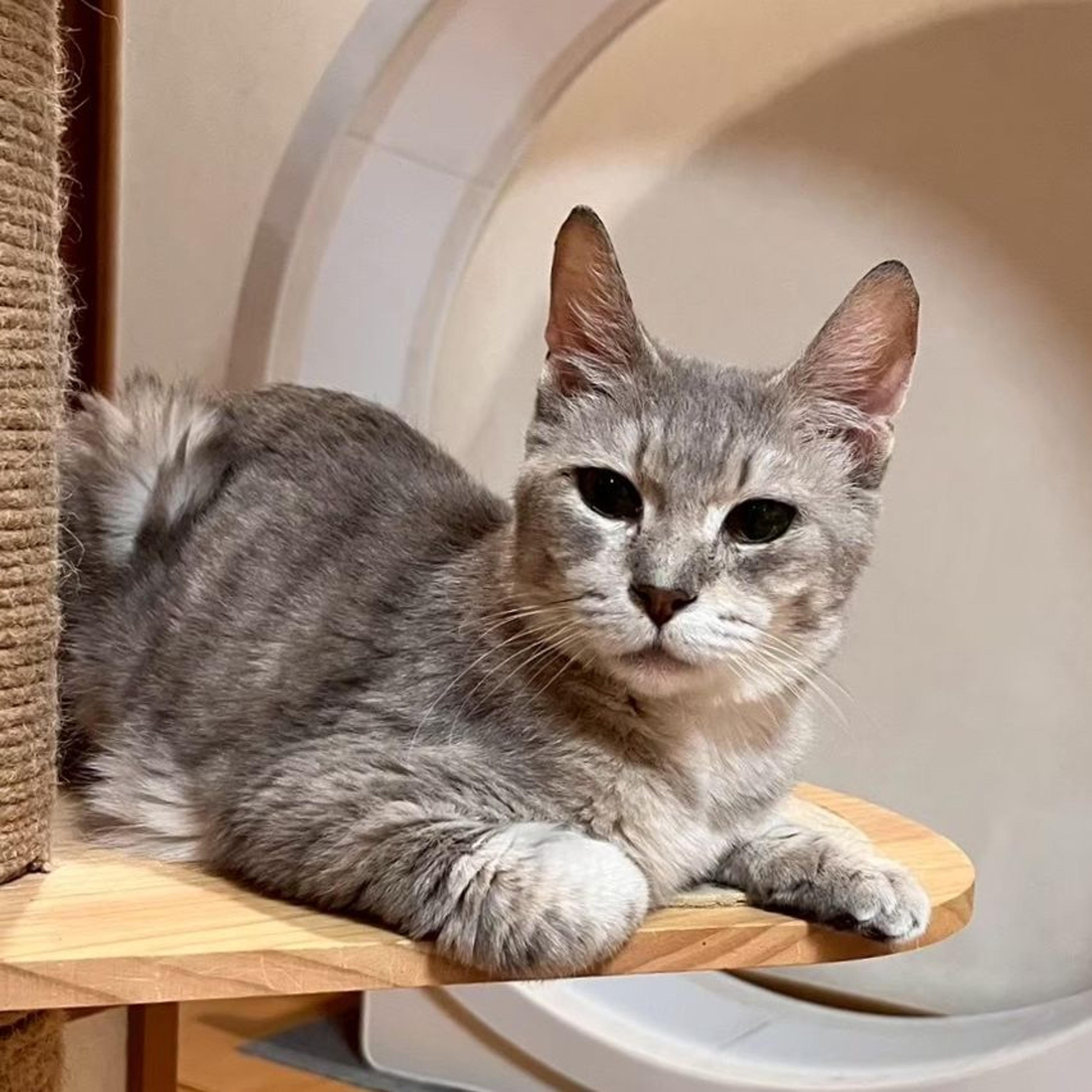 pet-image-2
