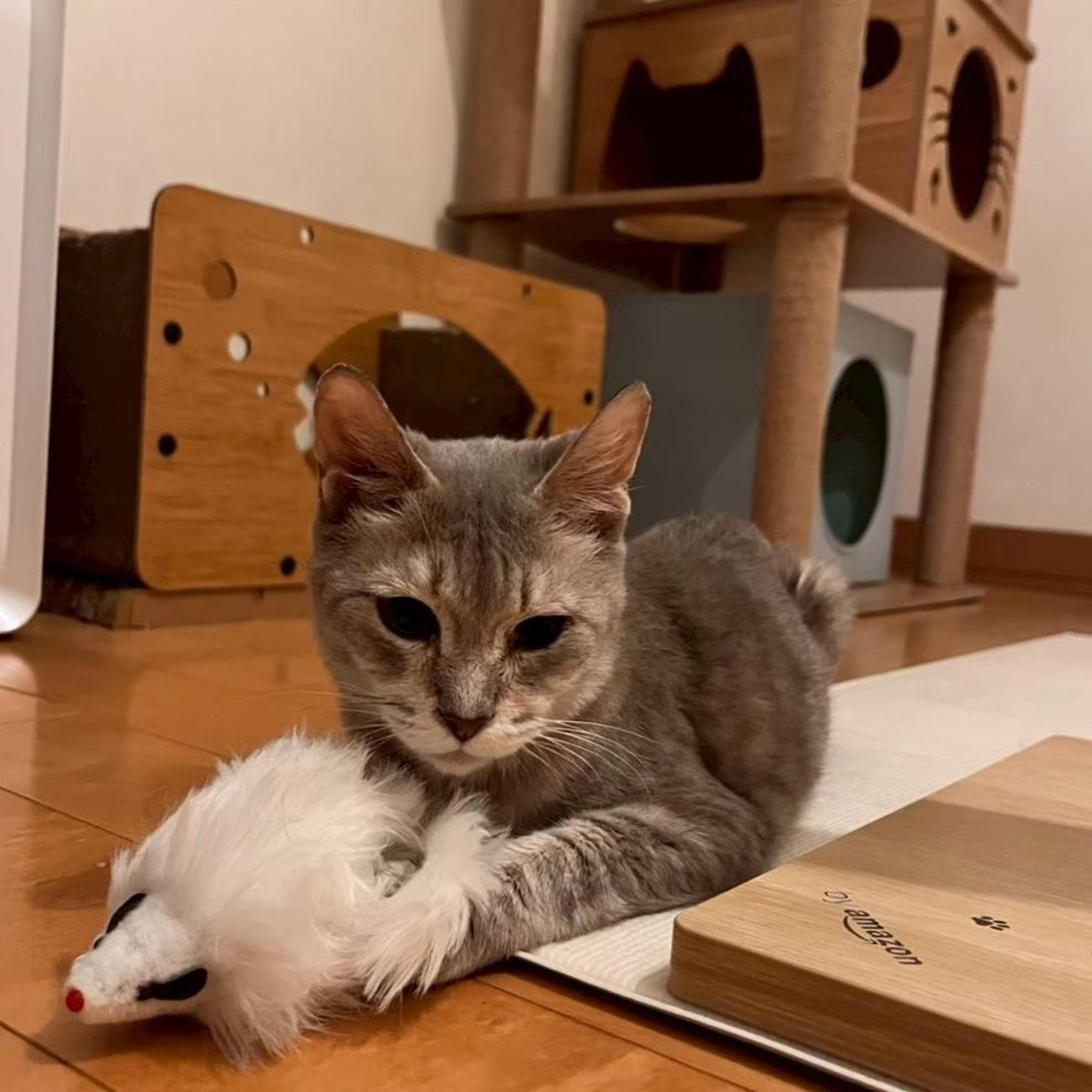 pet-image-4