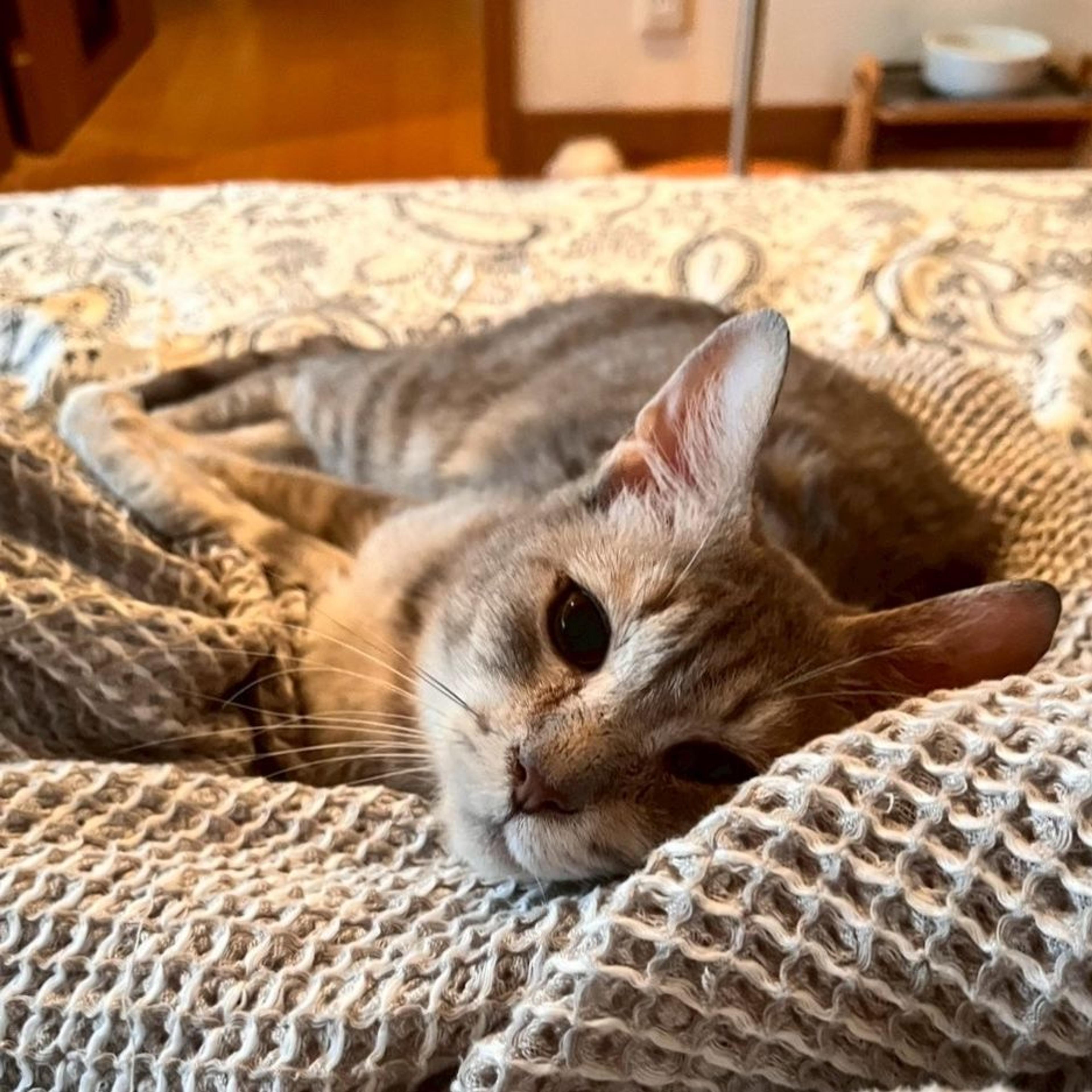pet-image-5