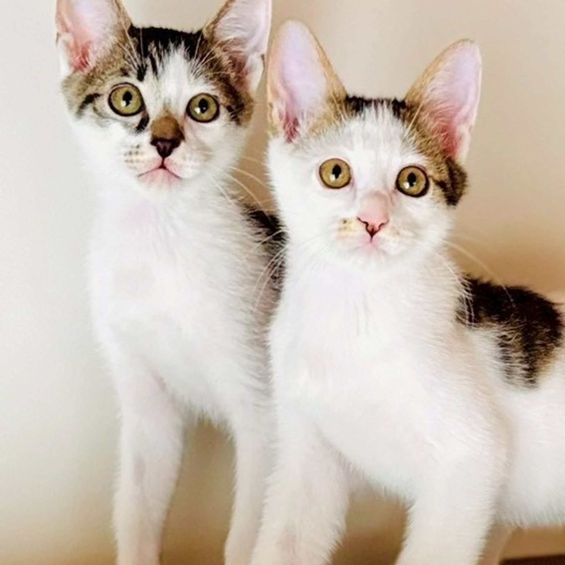 雑種（ミックス猫）・オスの里親募集の写真