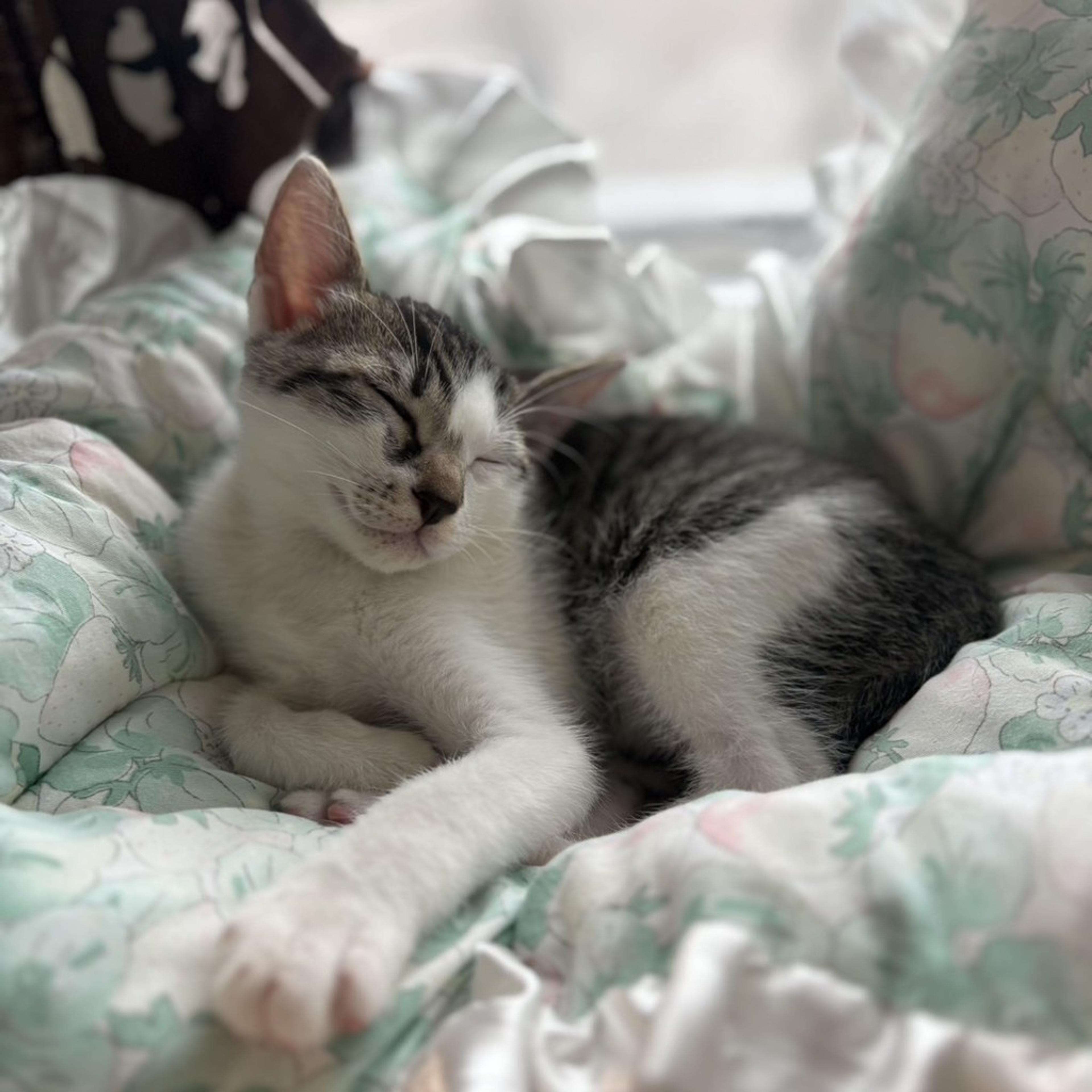 pet-image-6