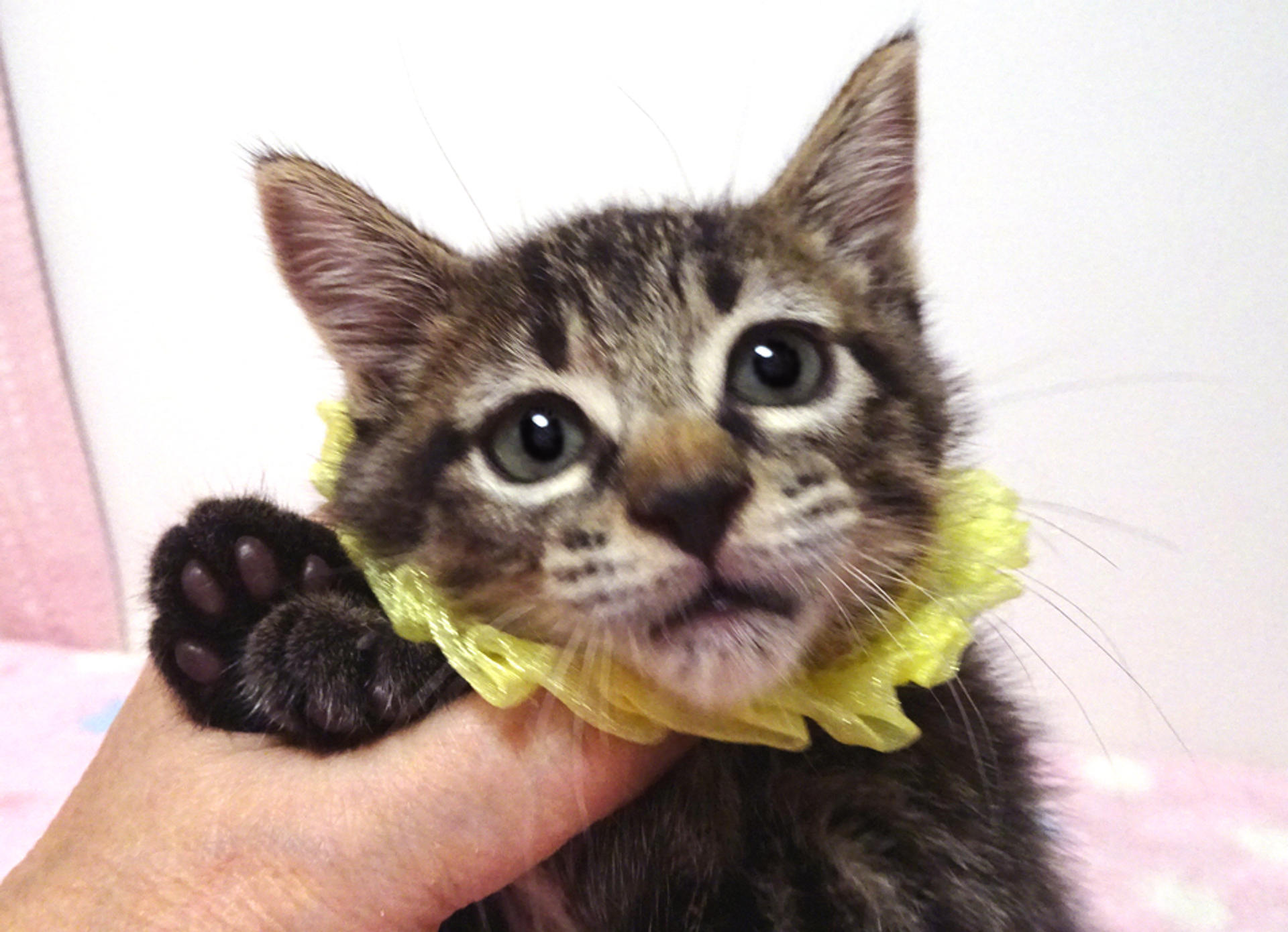 pet-image-5