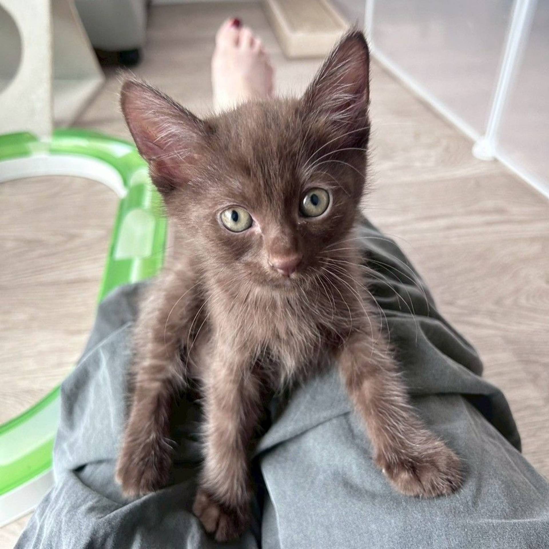 雑種（ミックス猫）・メスの里親募集の写真