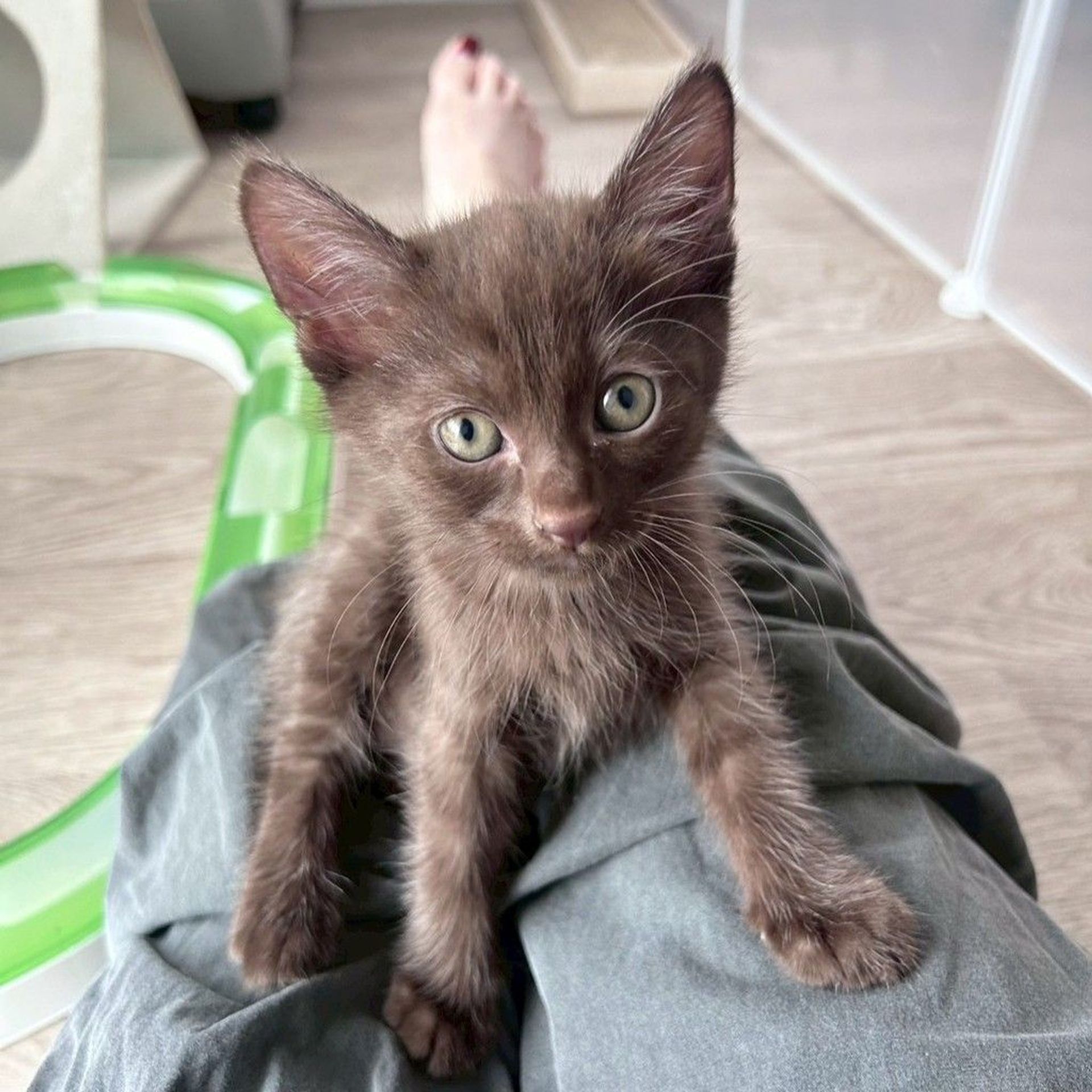 雑種（ミックス猫）・メスの里親募集の写真