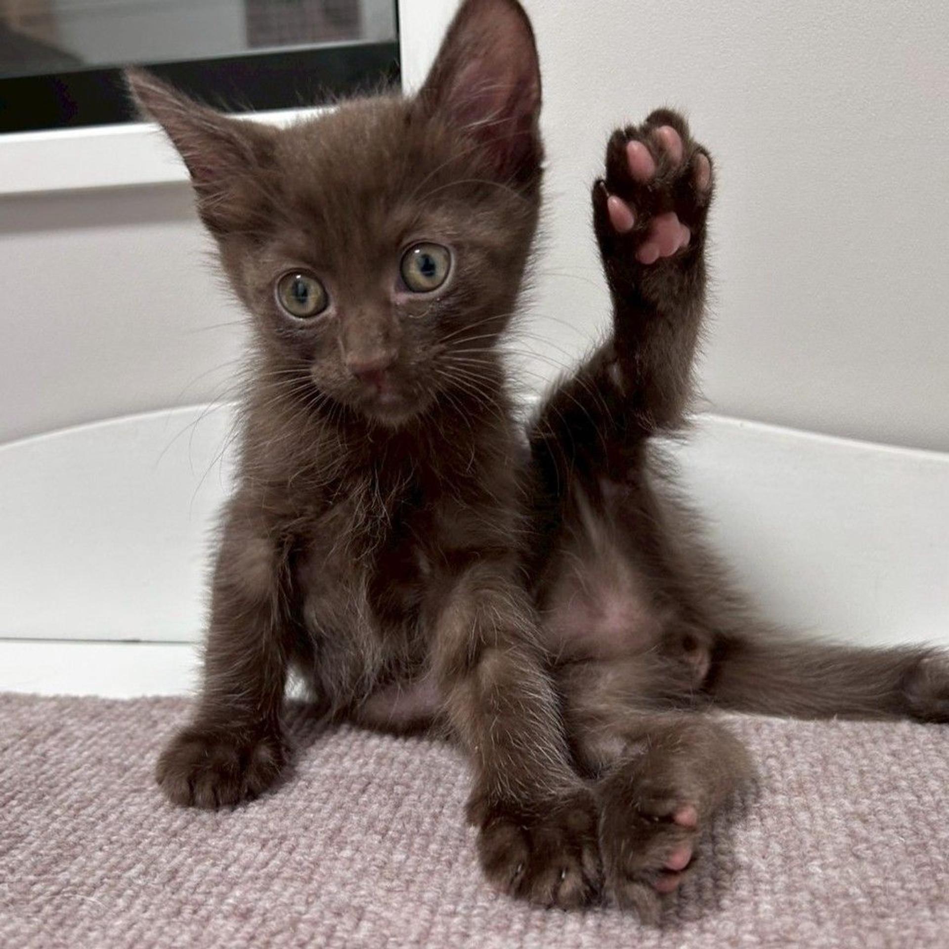 pet-image-5
