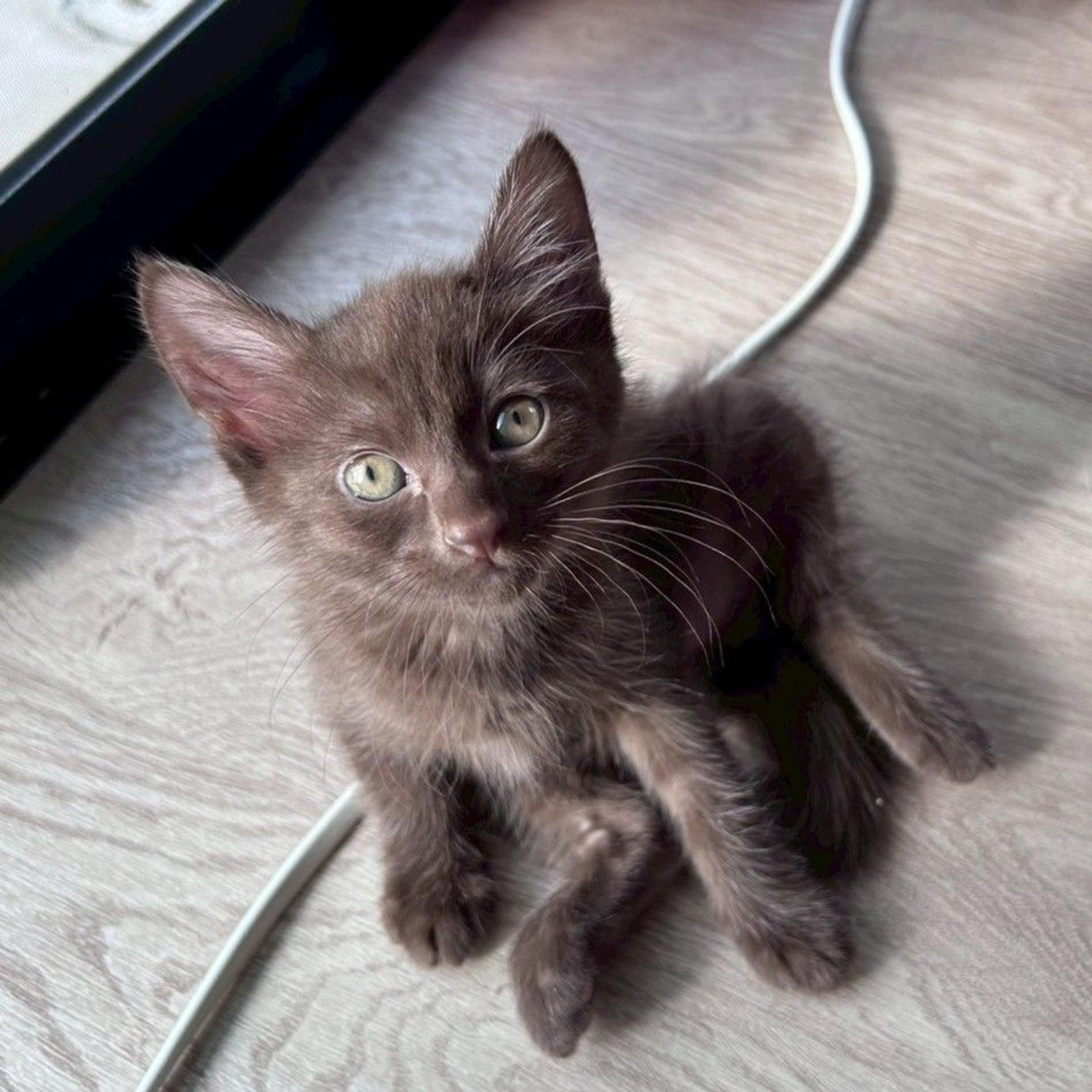 pet-image-6