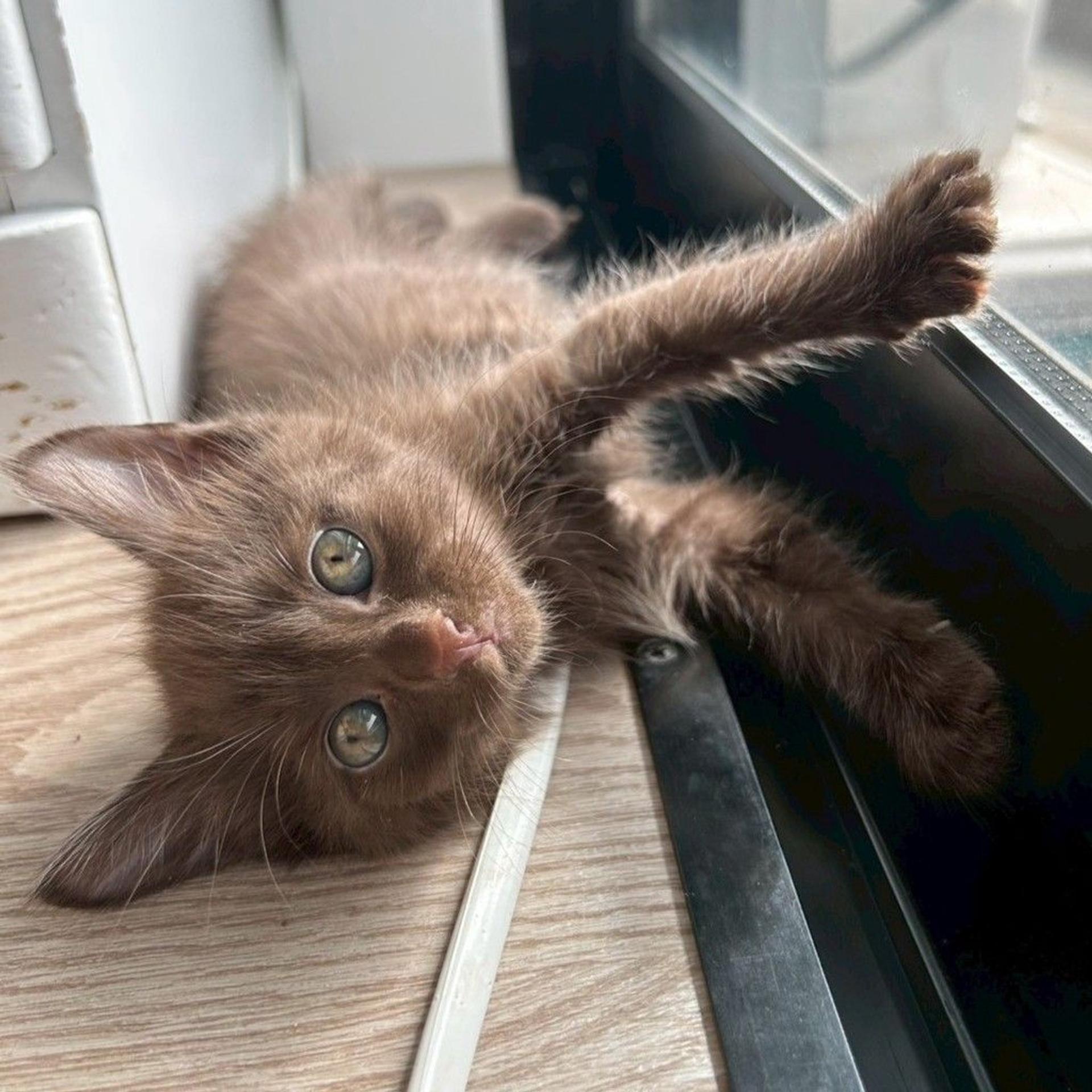 pet-image-7