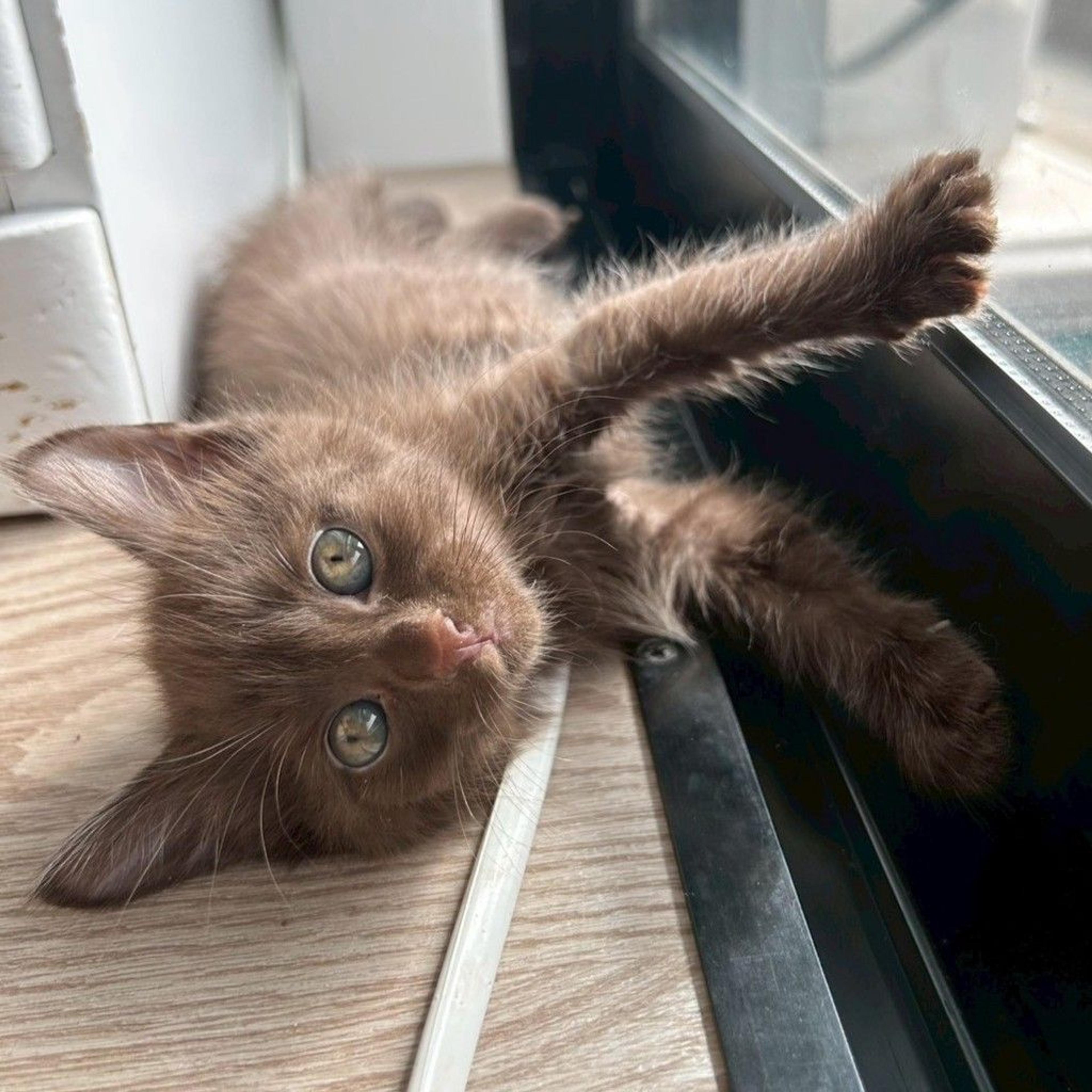 pet-image-7