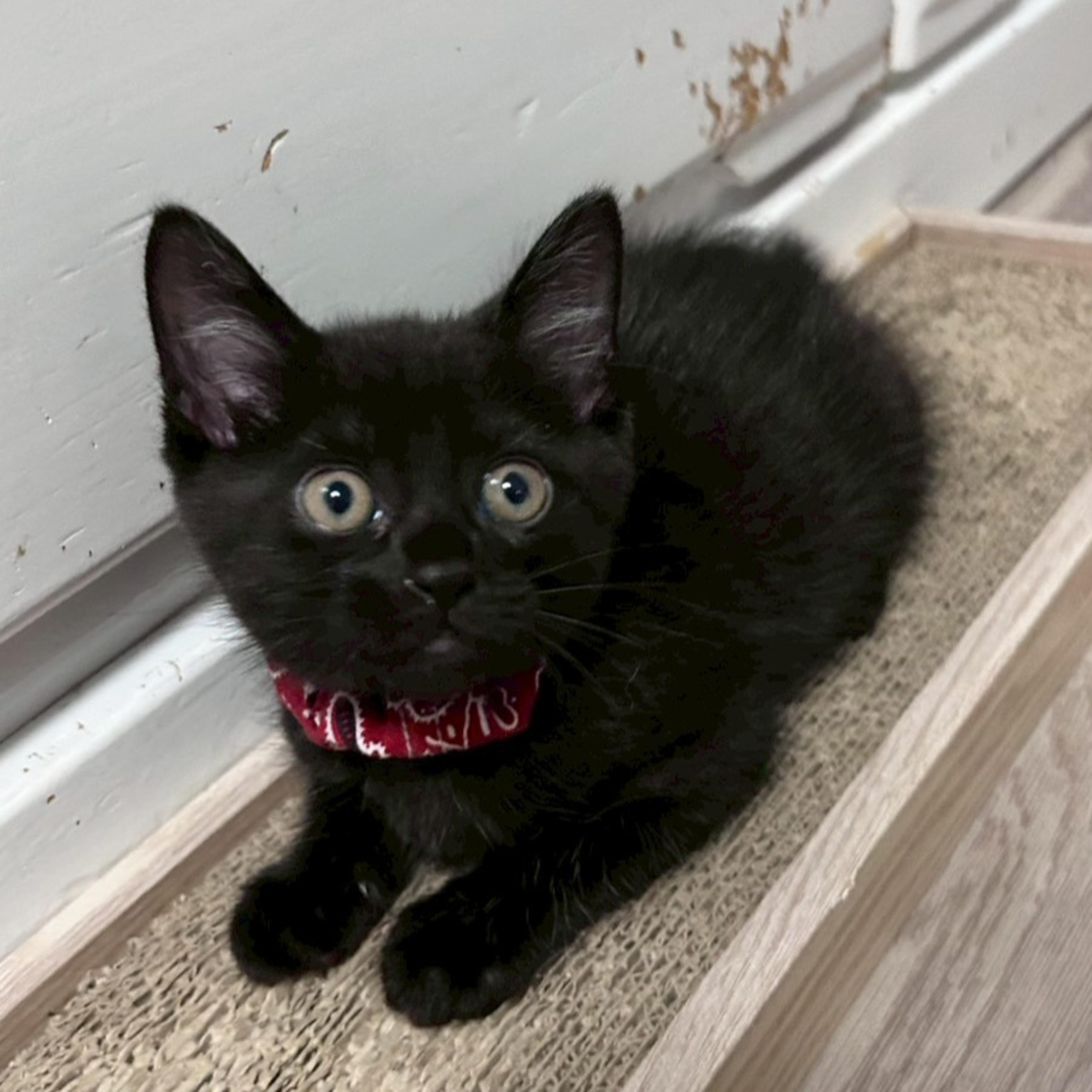 pet-image-2