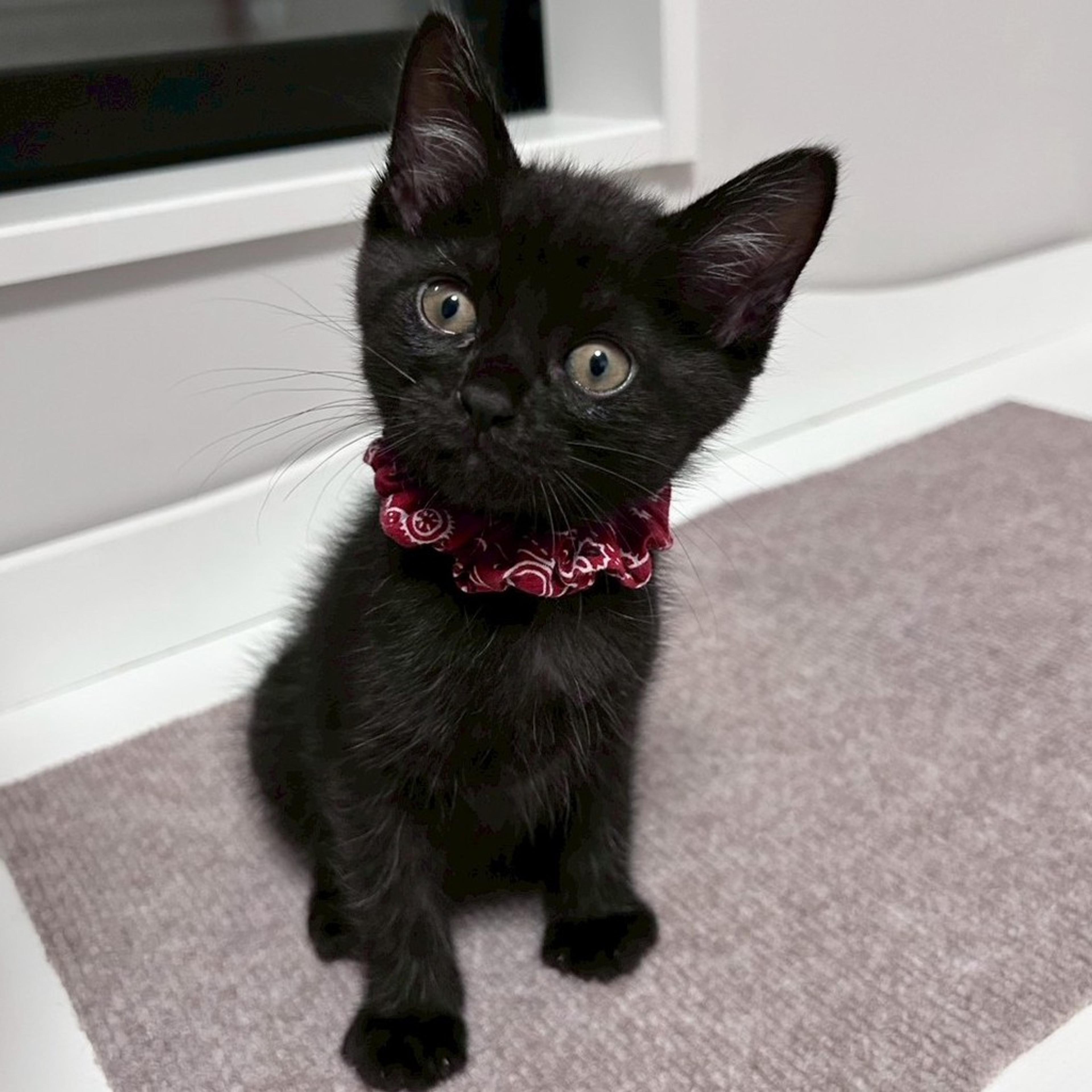 pet-image-3