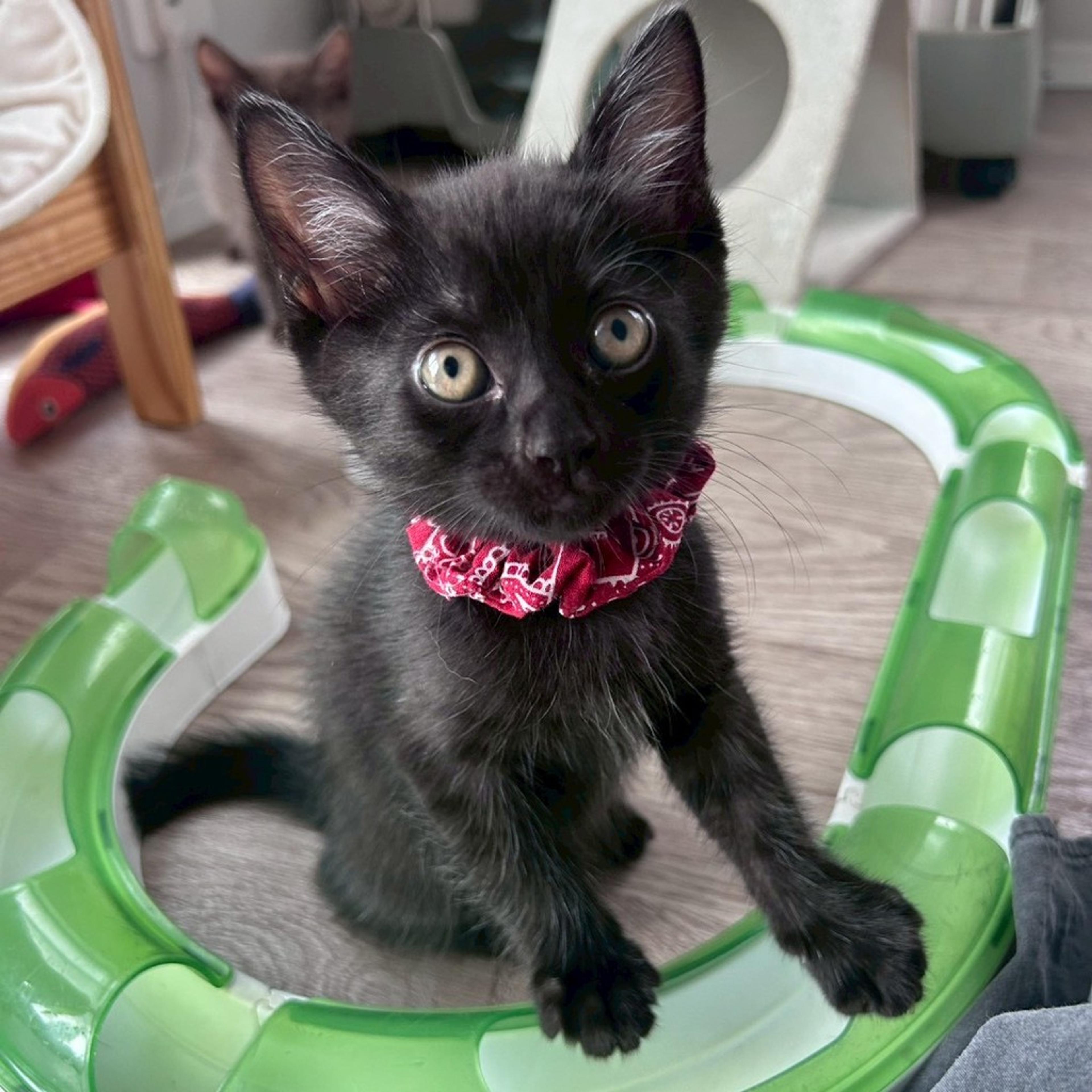 pet-image-6