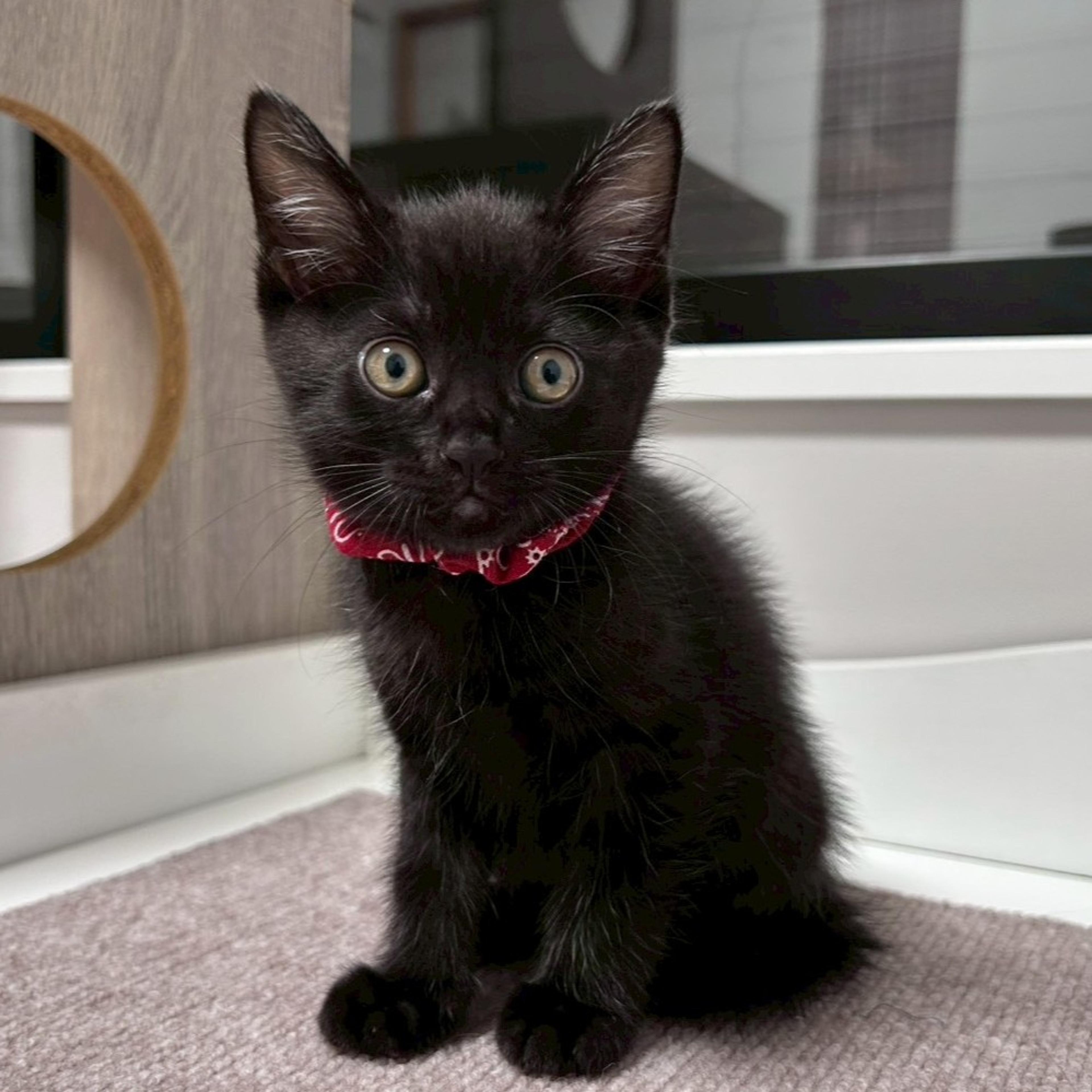 pet-image-8