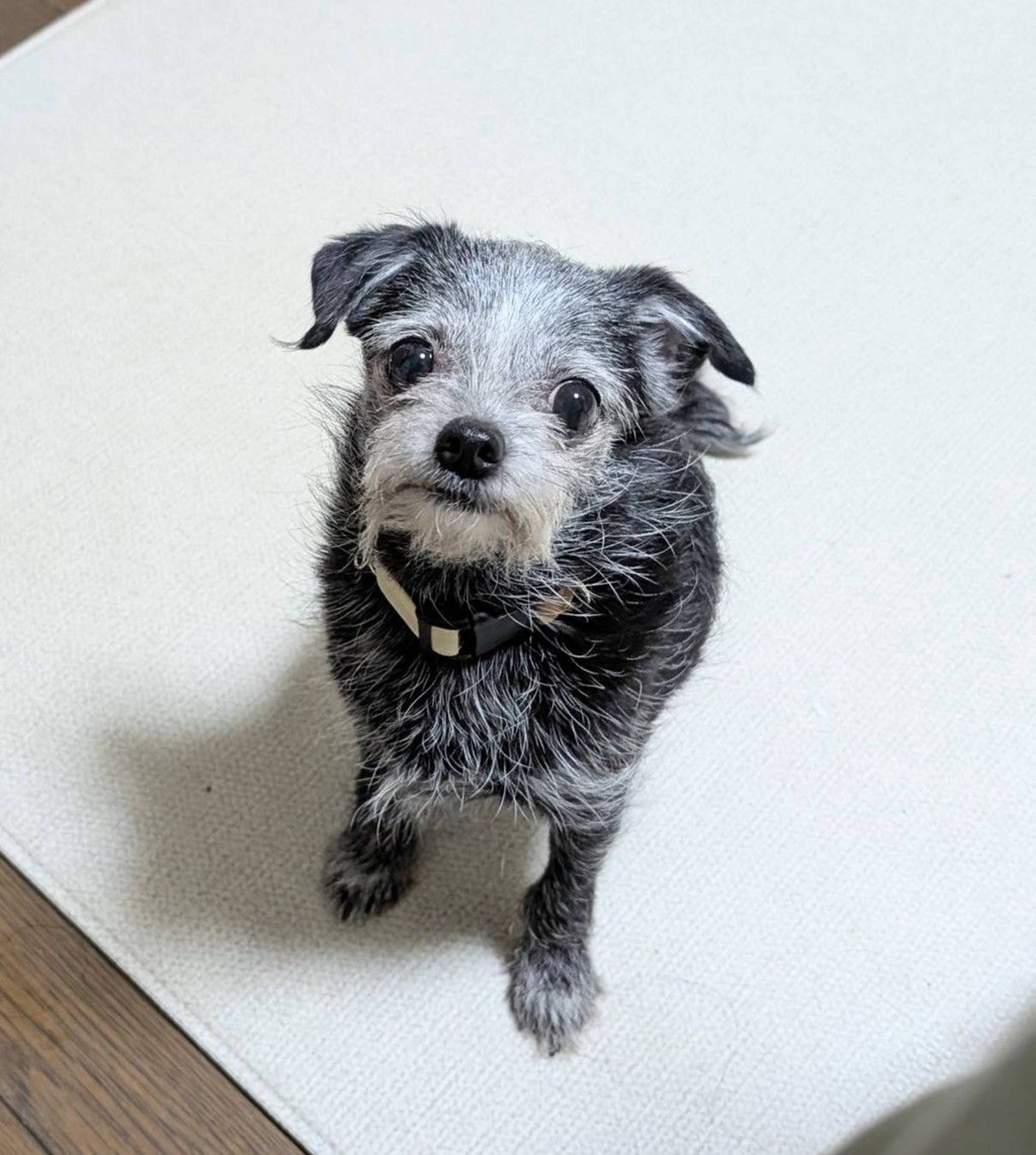 雑種（ミックス犬）・メスの里親募集の写真