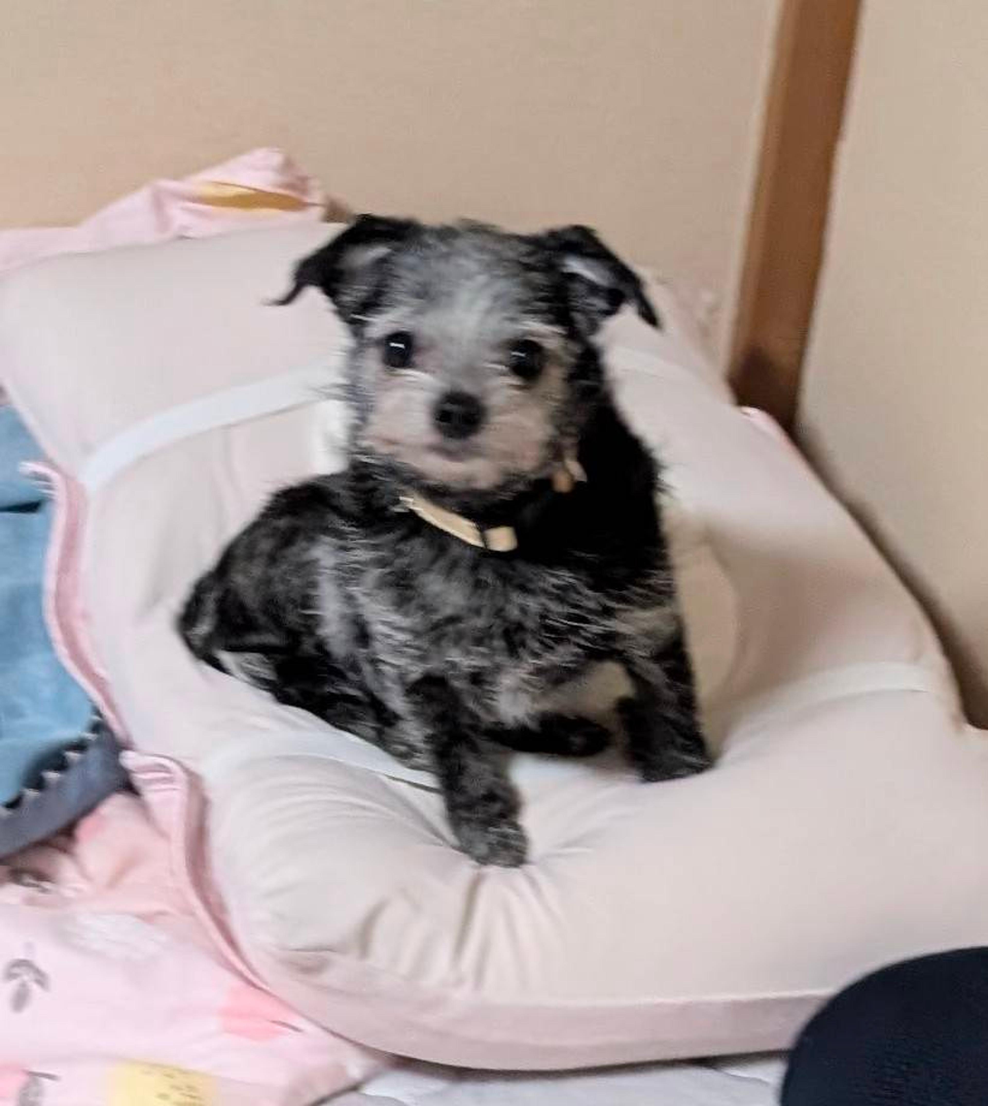 pet-image-4