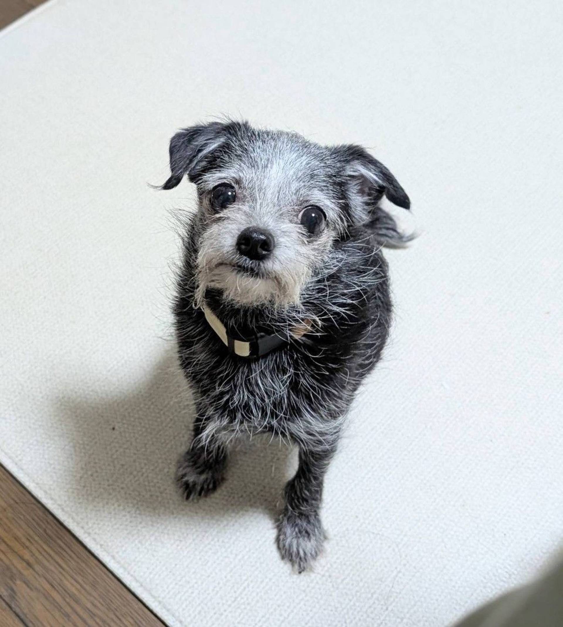 雑種（ミックス犬）・メスの里親募集の写真