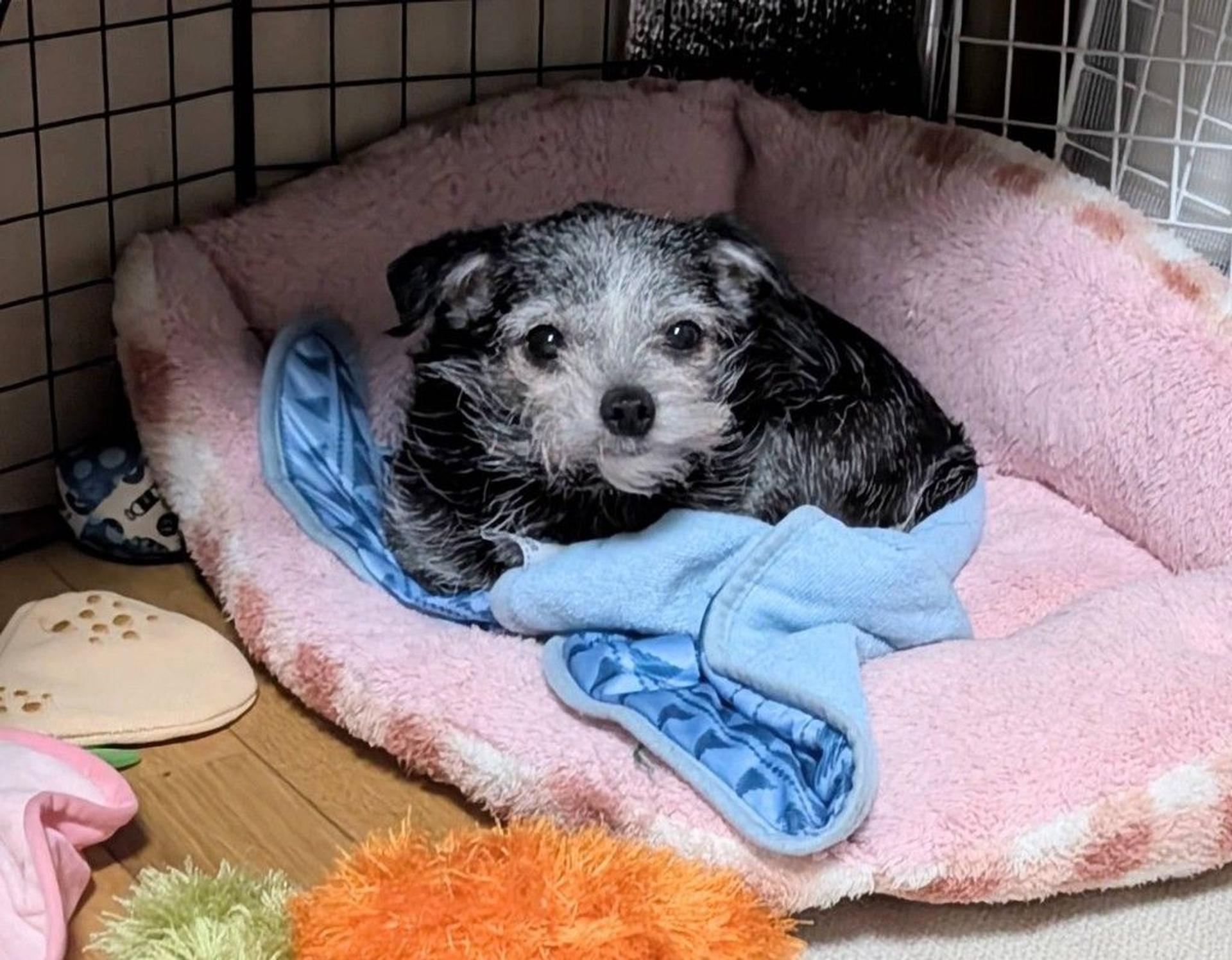 pet-image-5