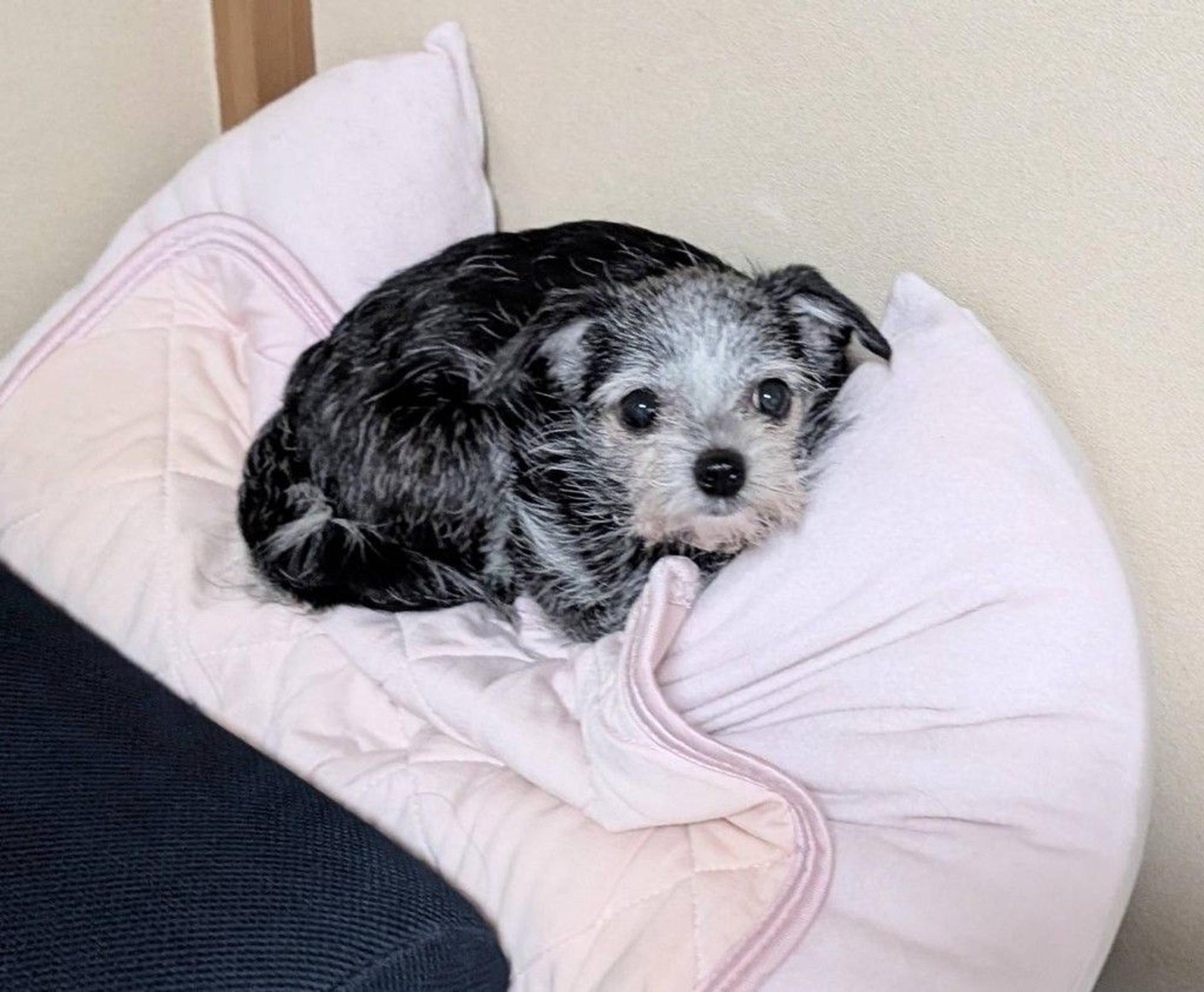 pet-image-6