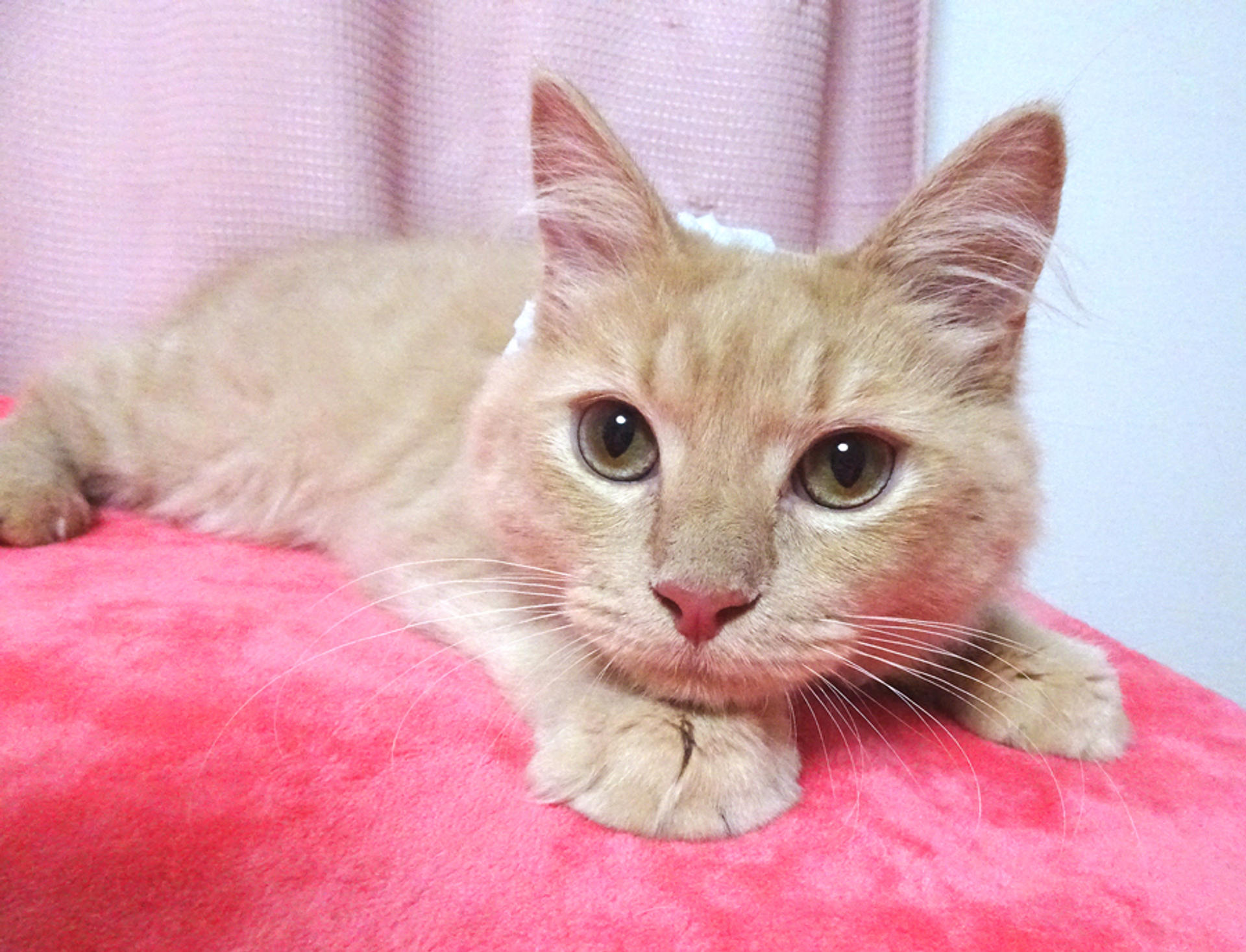 pet-image-2