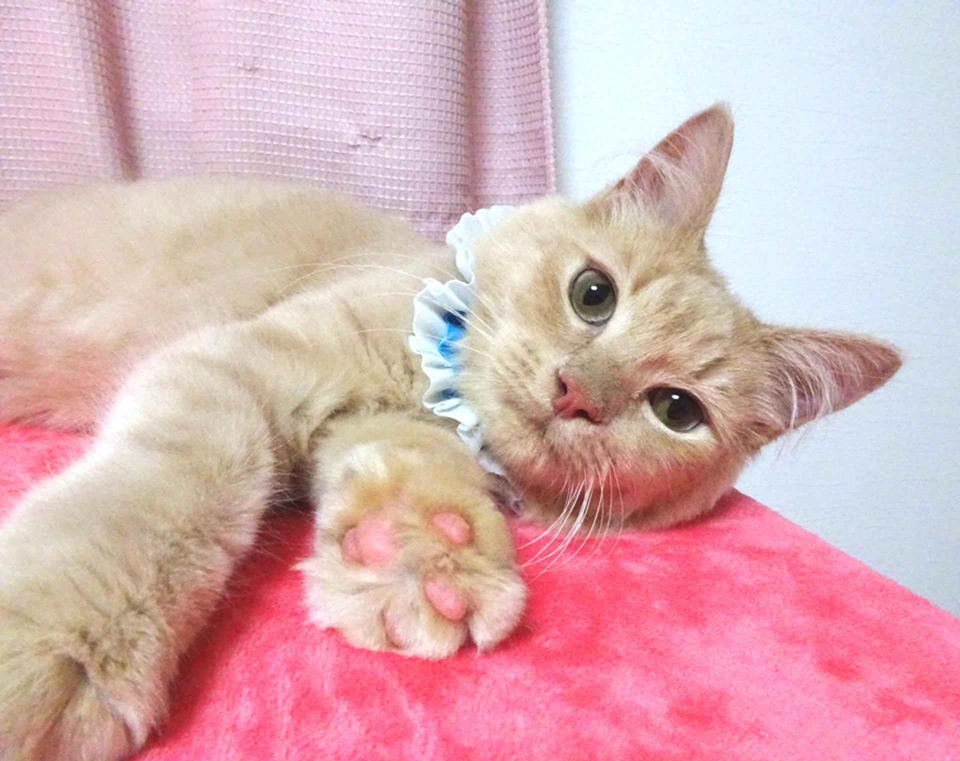 pet-image-3