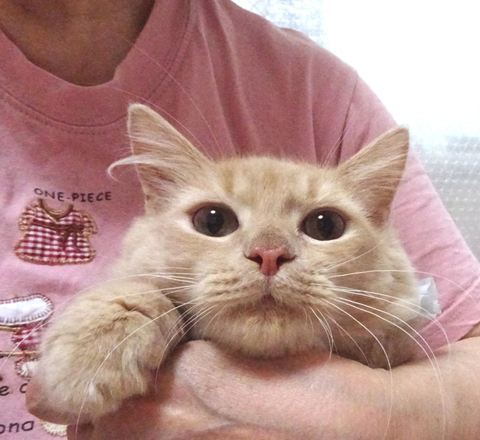 pet-image-4