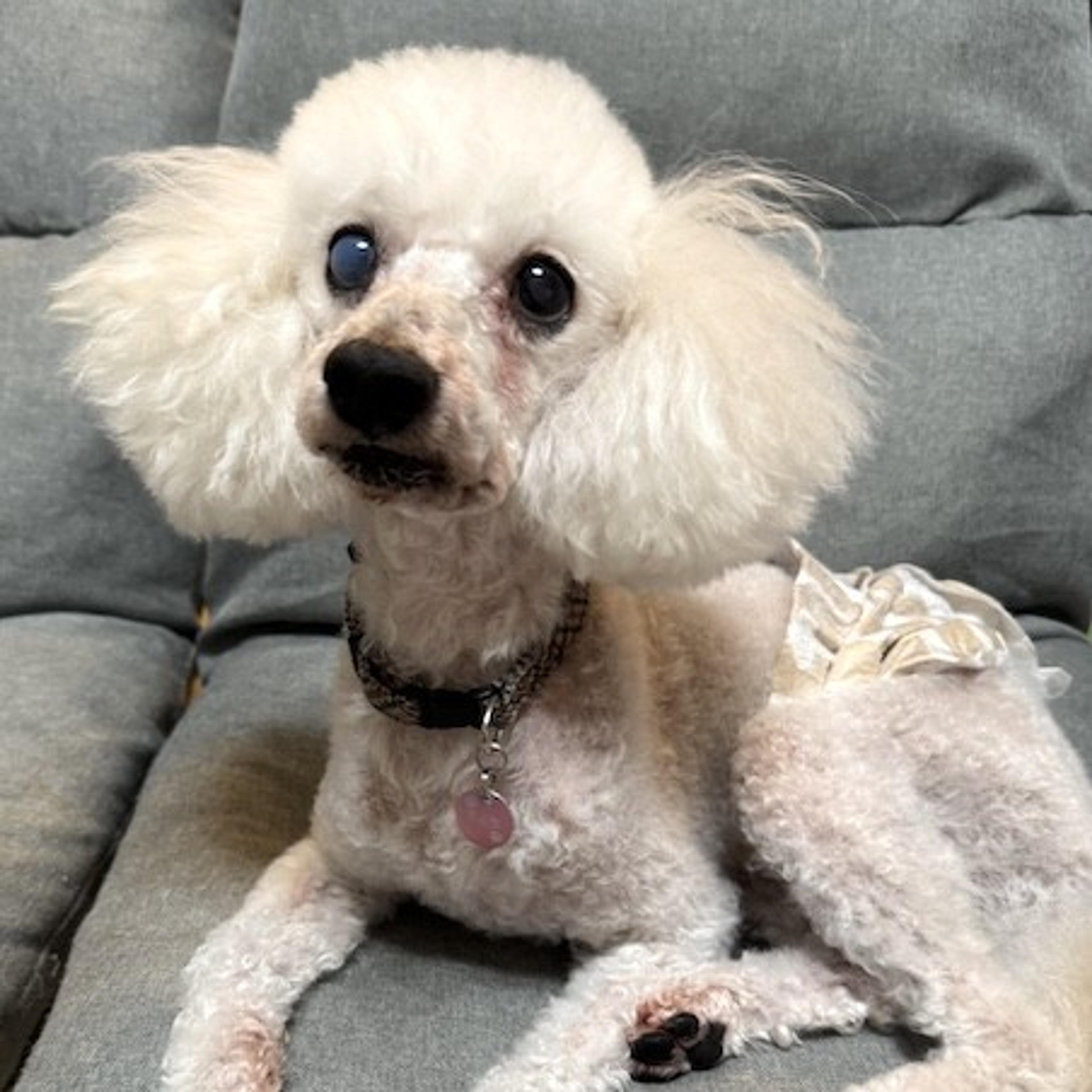 pet-image-2