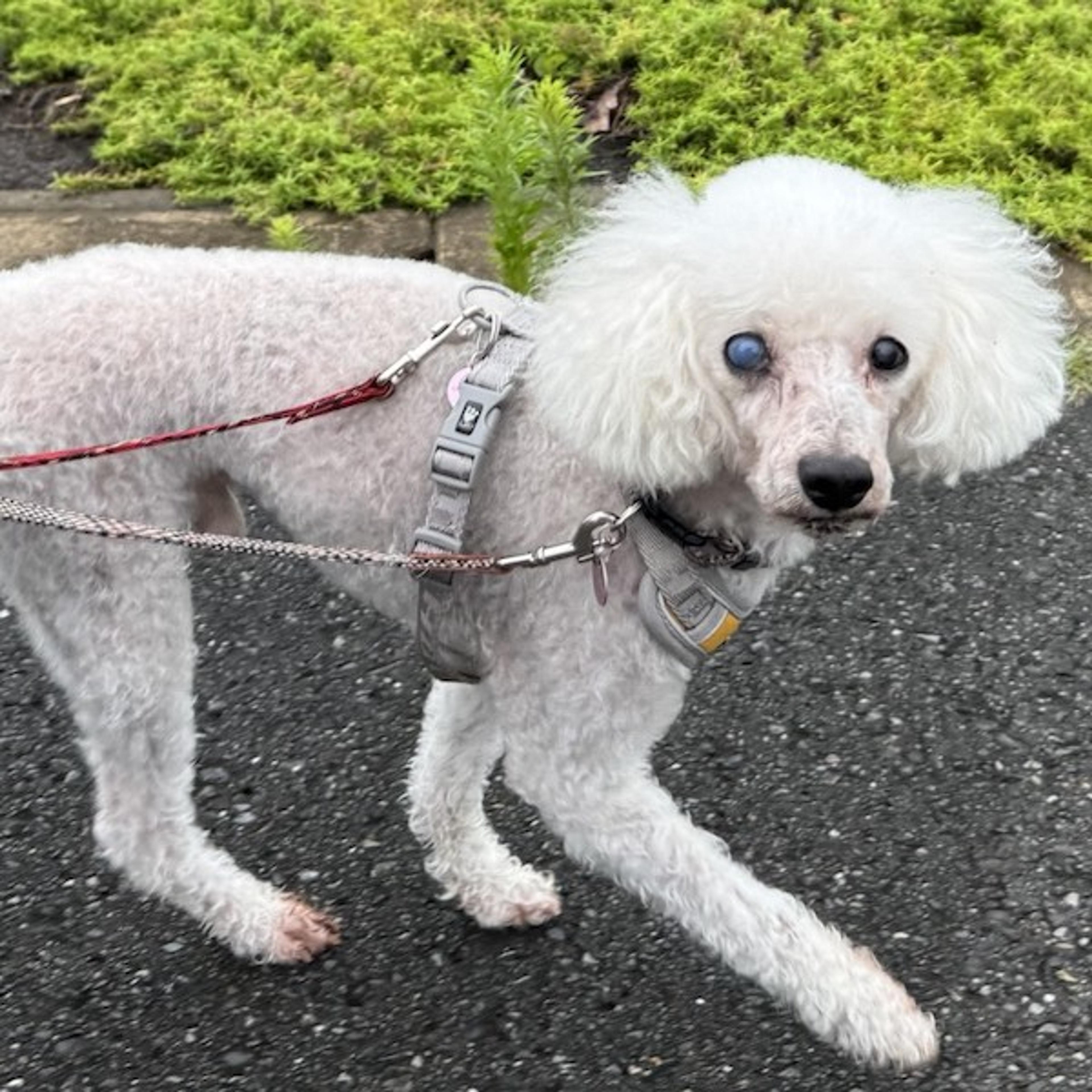 pet-image-3