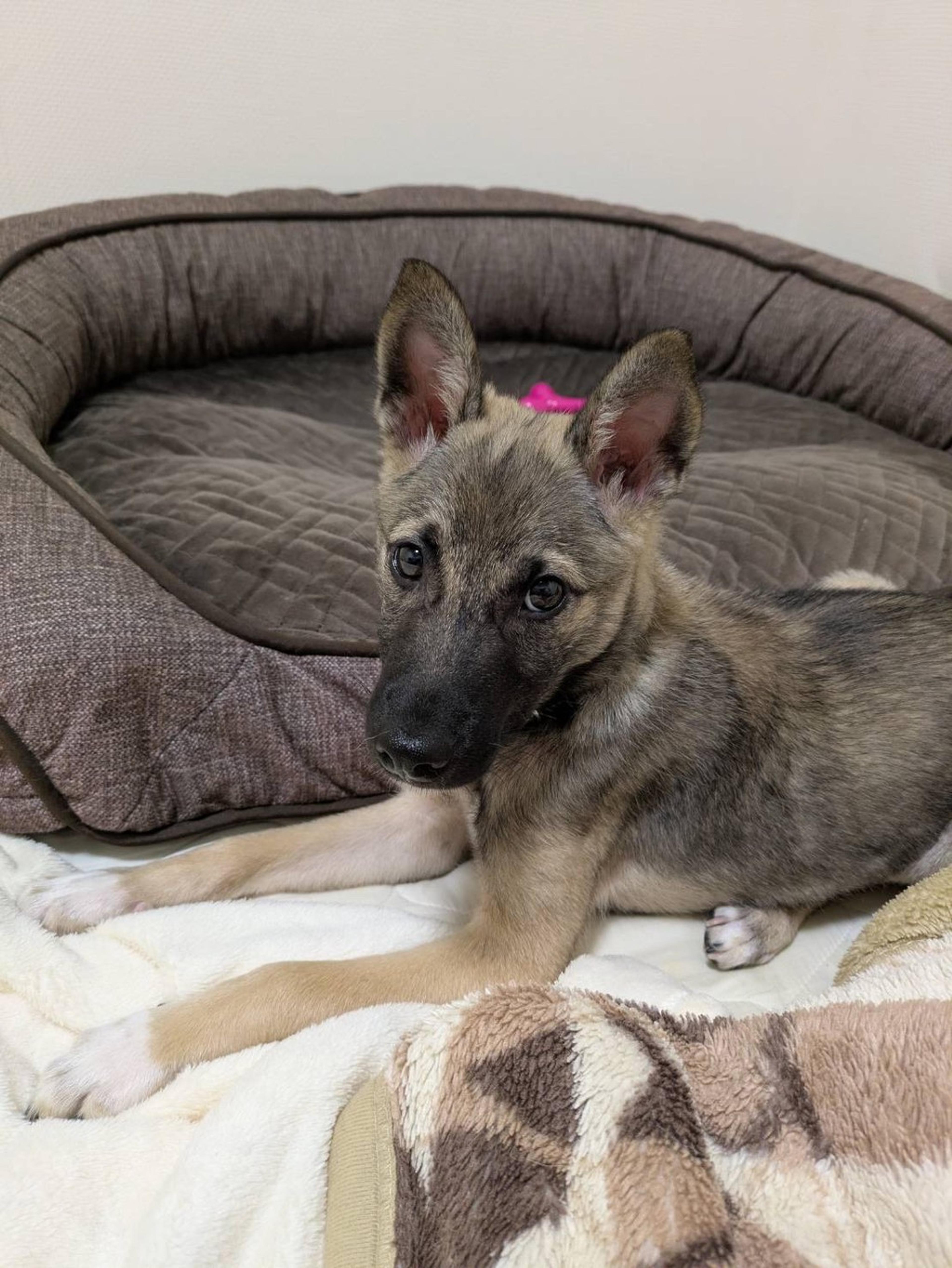 pet-image-2