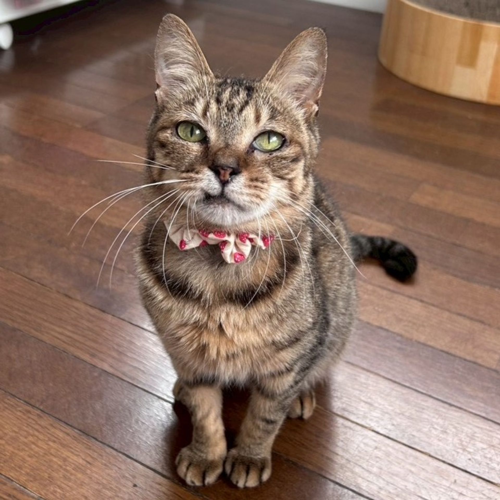 雑種（ミックス猫）・メスの里親募集の写真