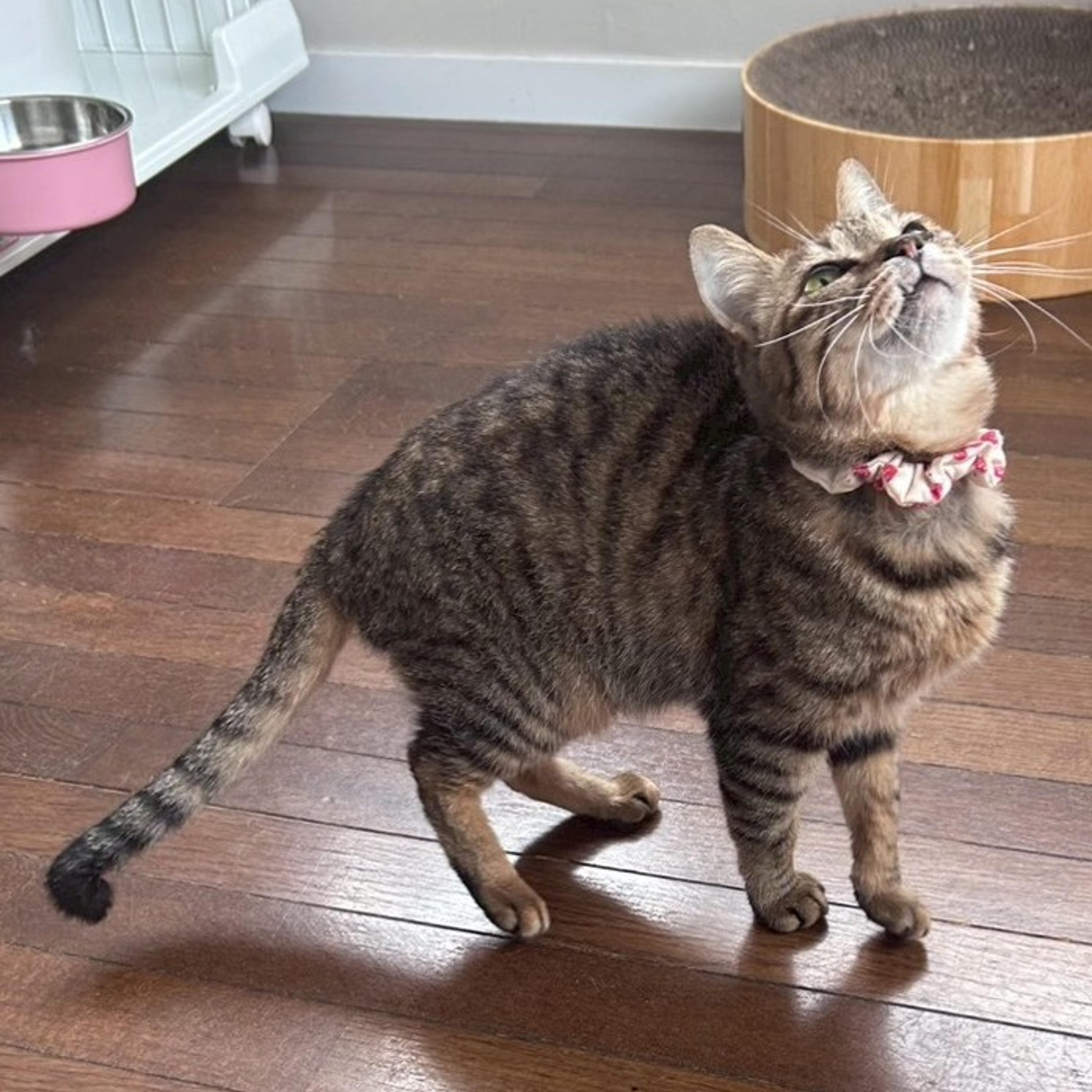 pet-image-2