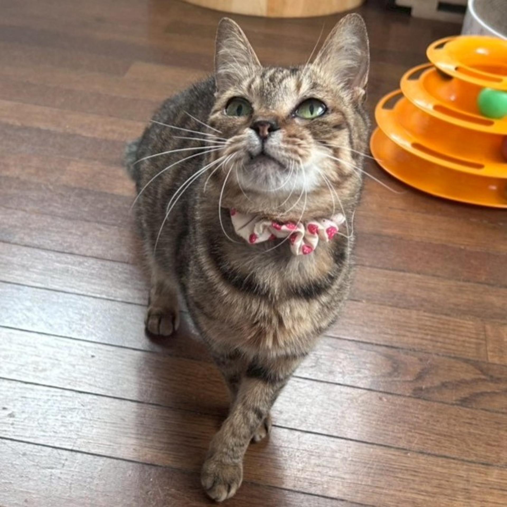 pet-image-3