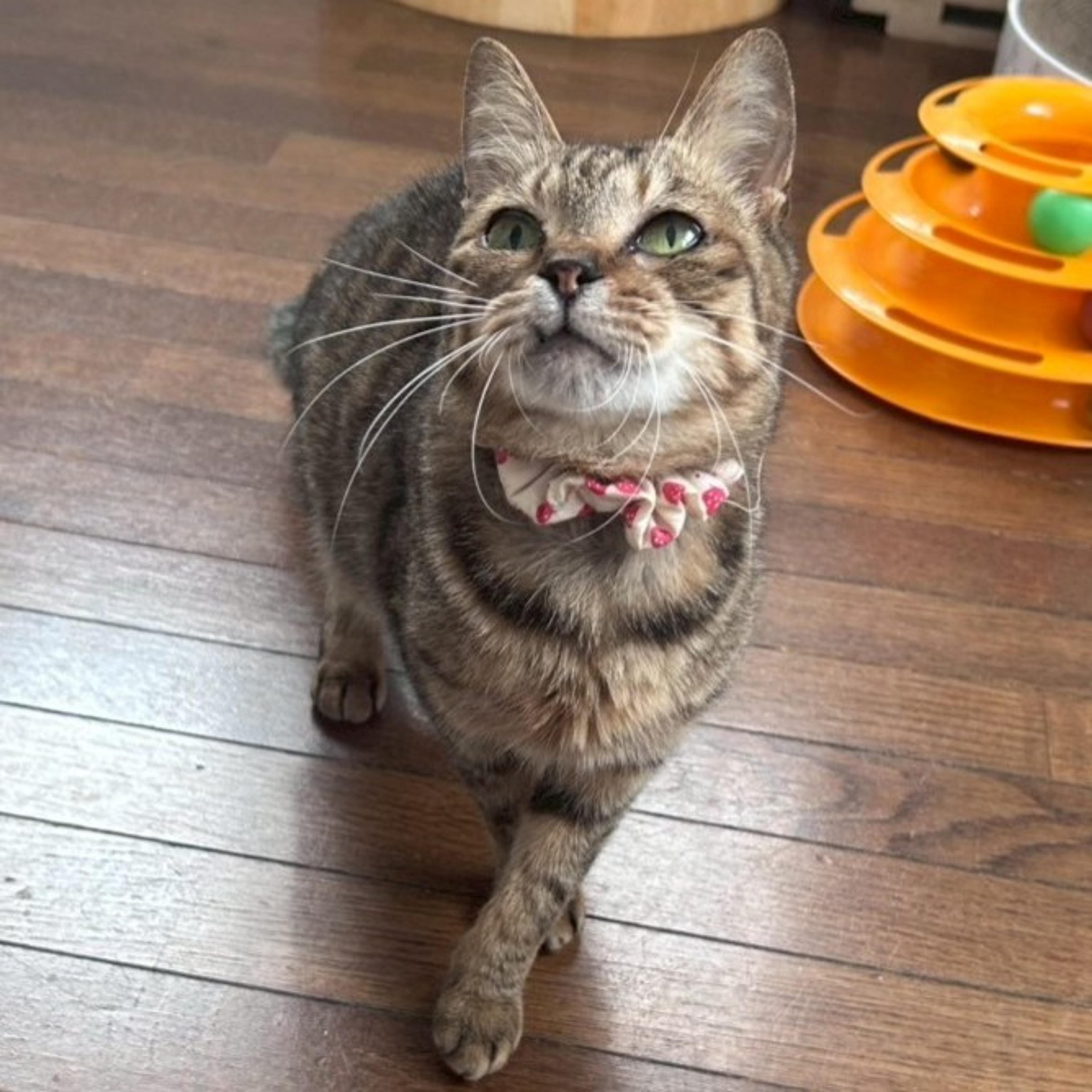 pet-image-3