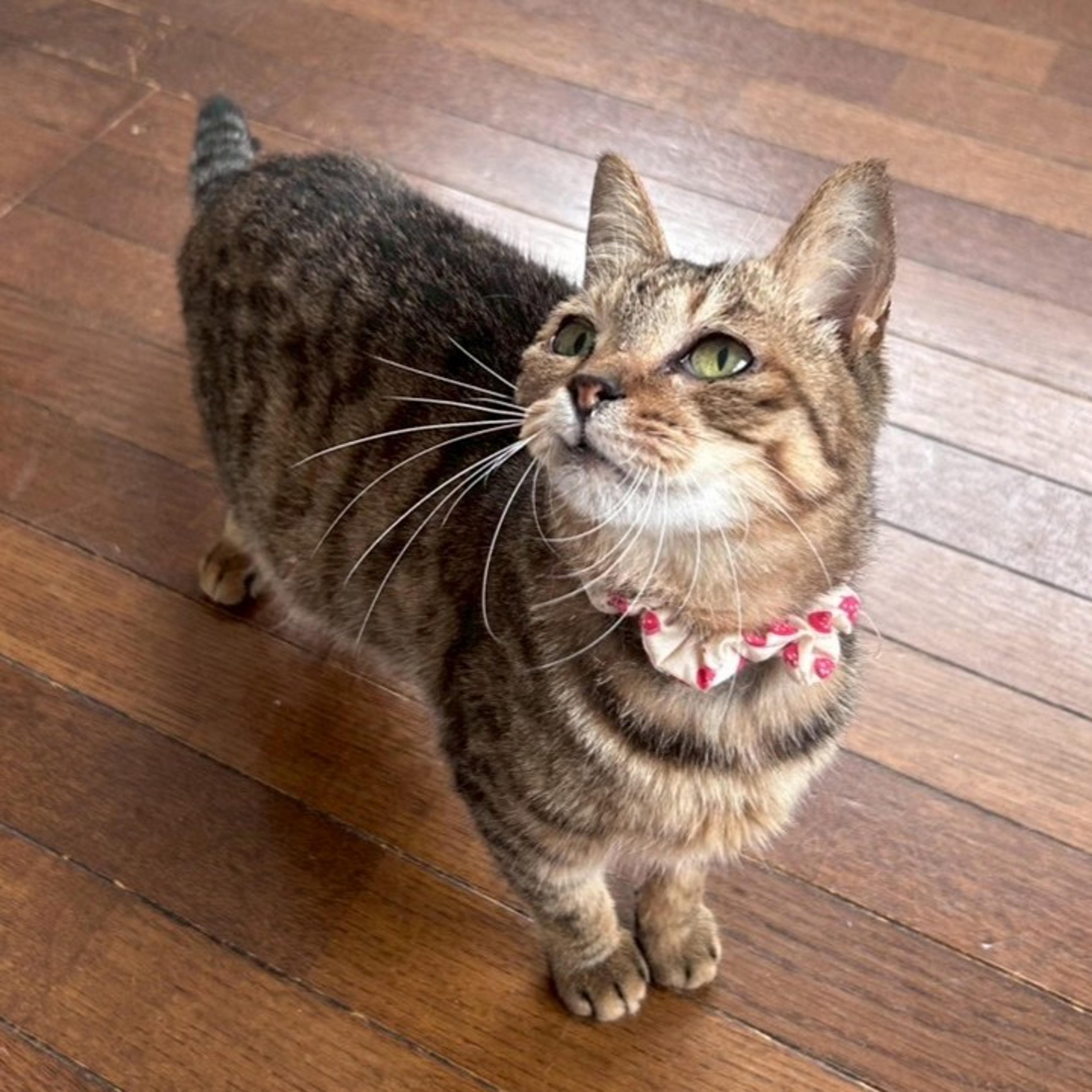 pet-image-4