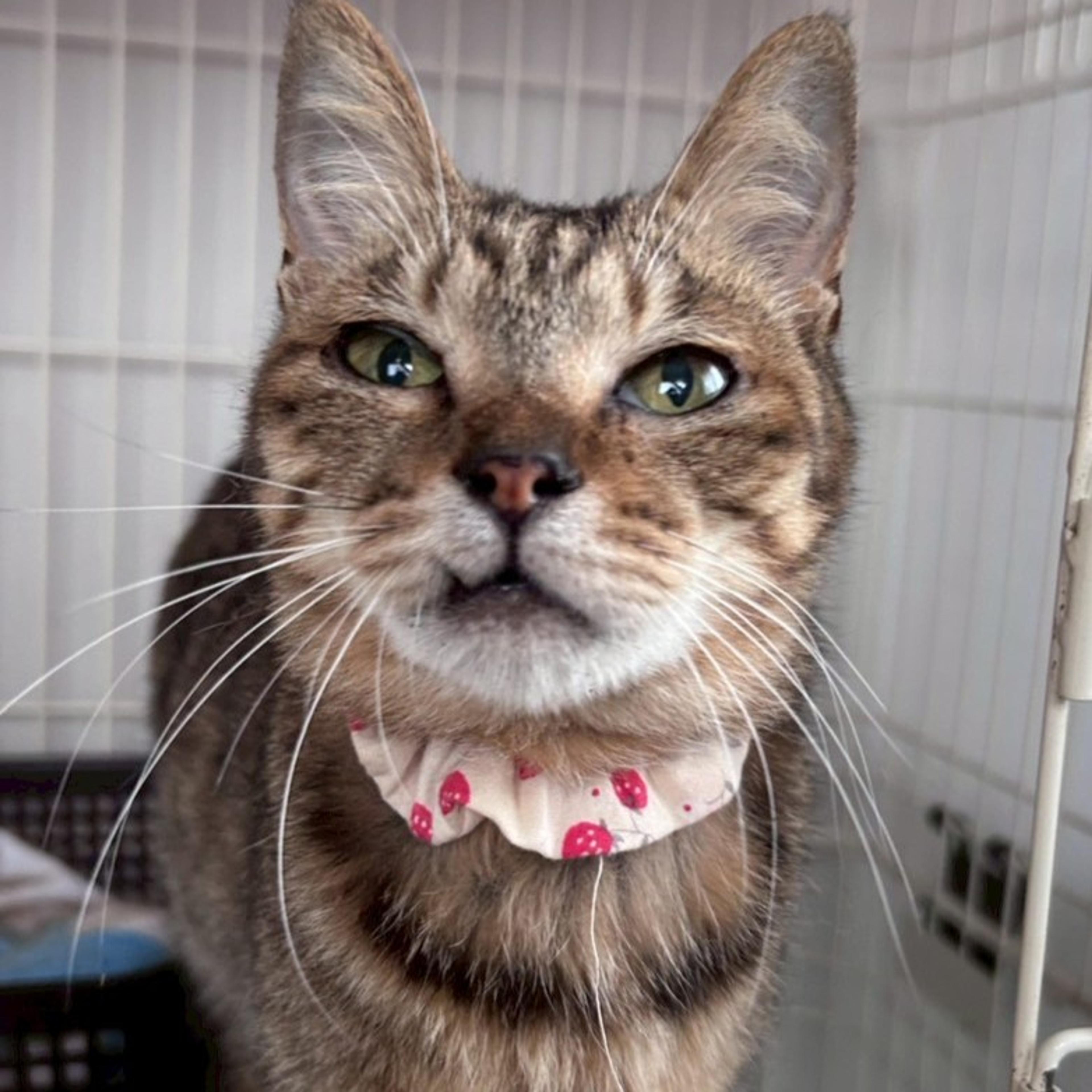 pet-image-5