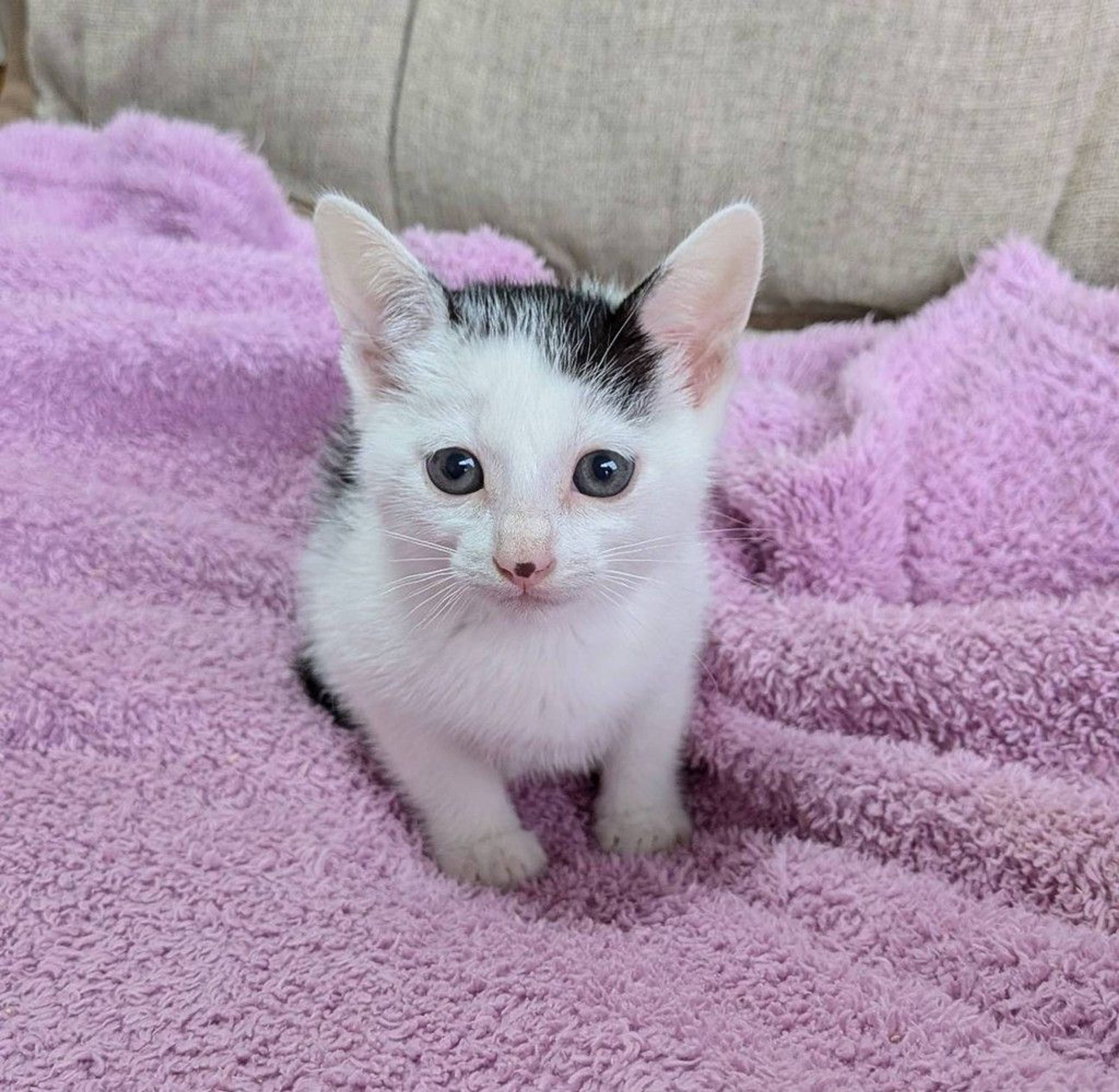 雑種（ミックス猫）・オスの里親募集の写真