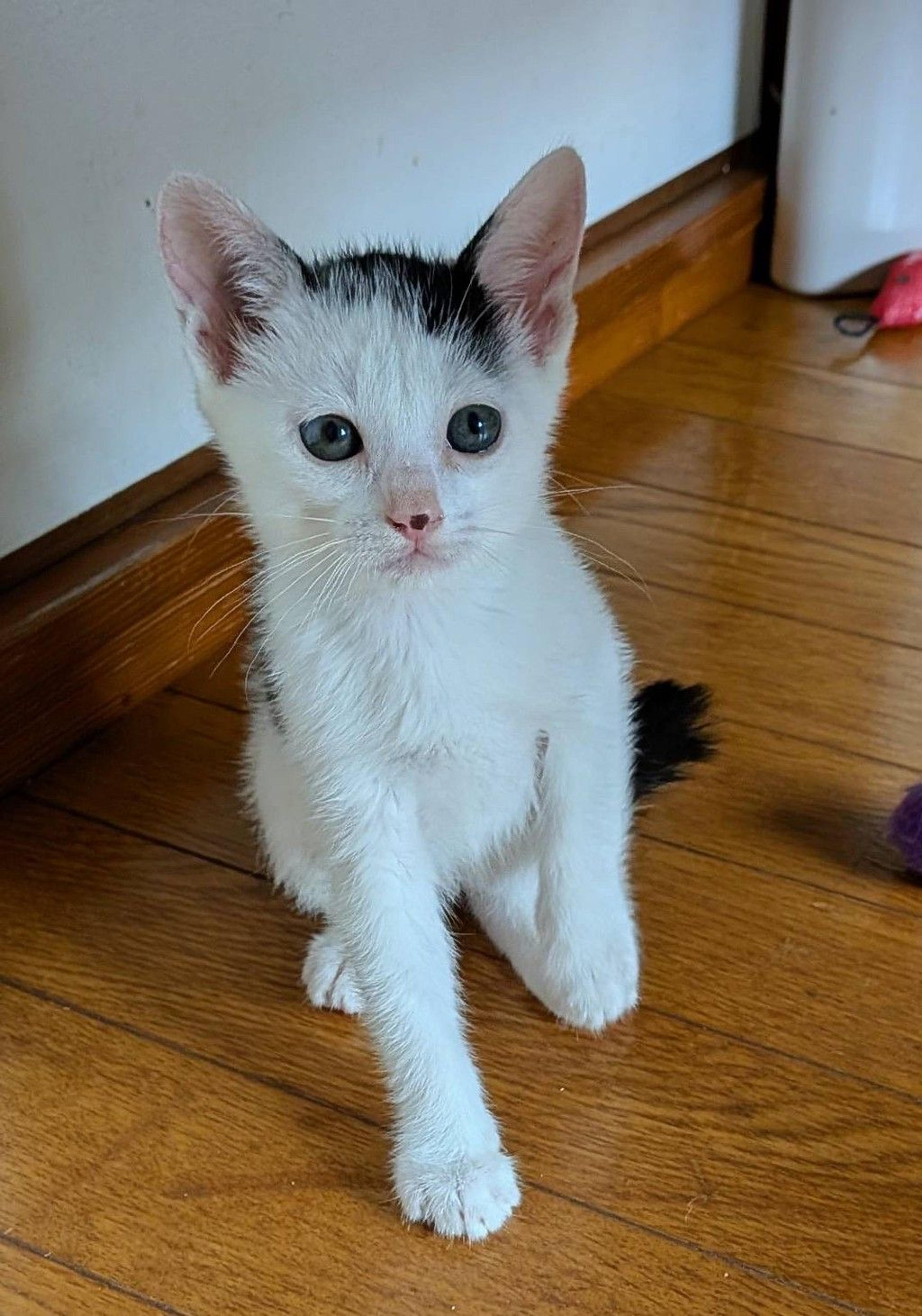 pet-image-3