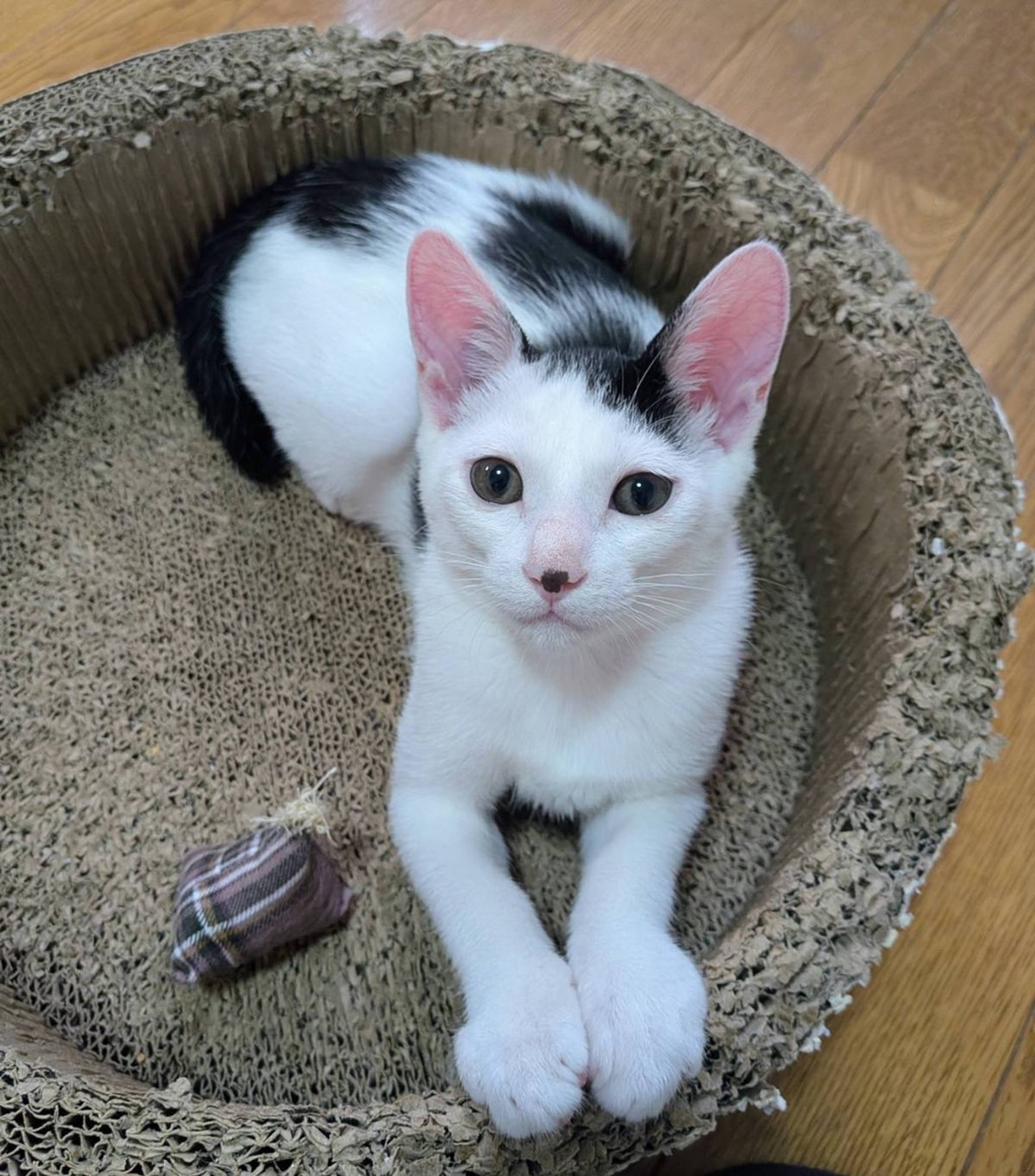 雑種（ミックス猫）・オスの里親募集の写真