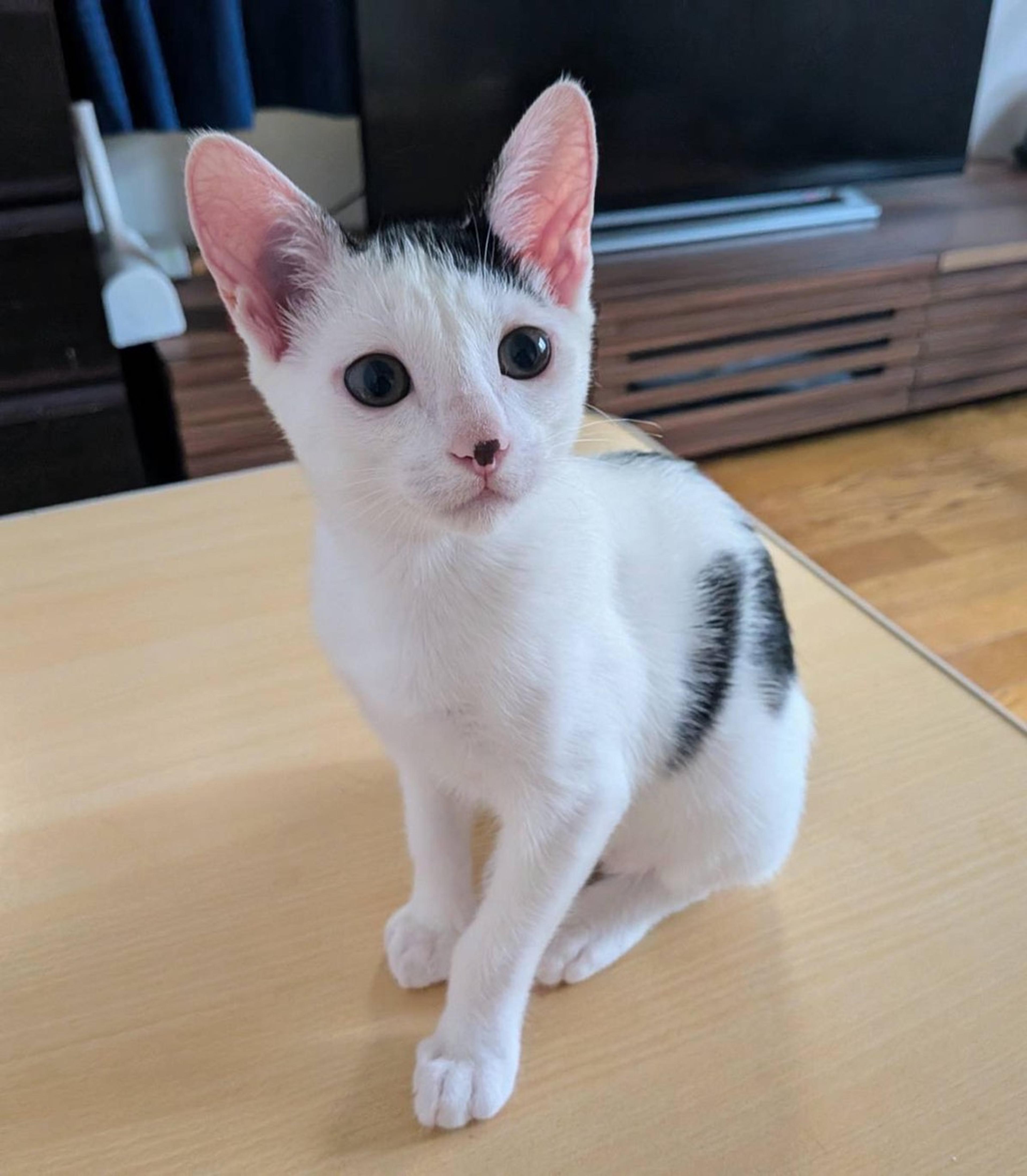 pet-image-3