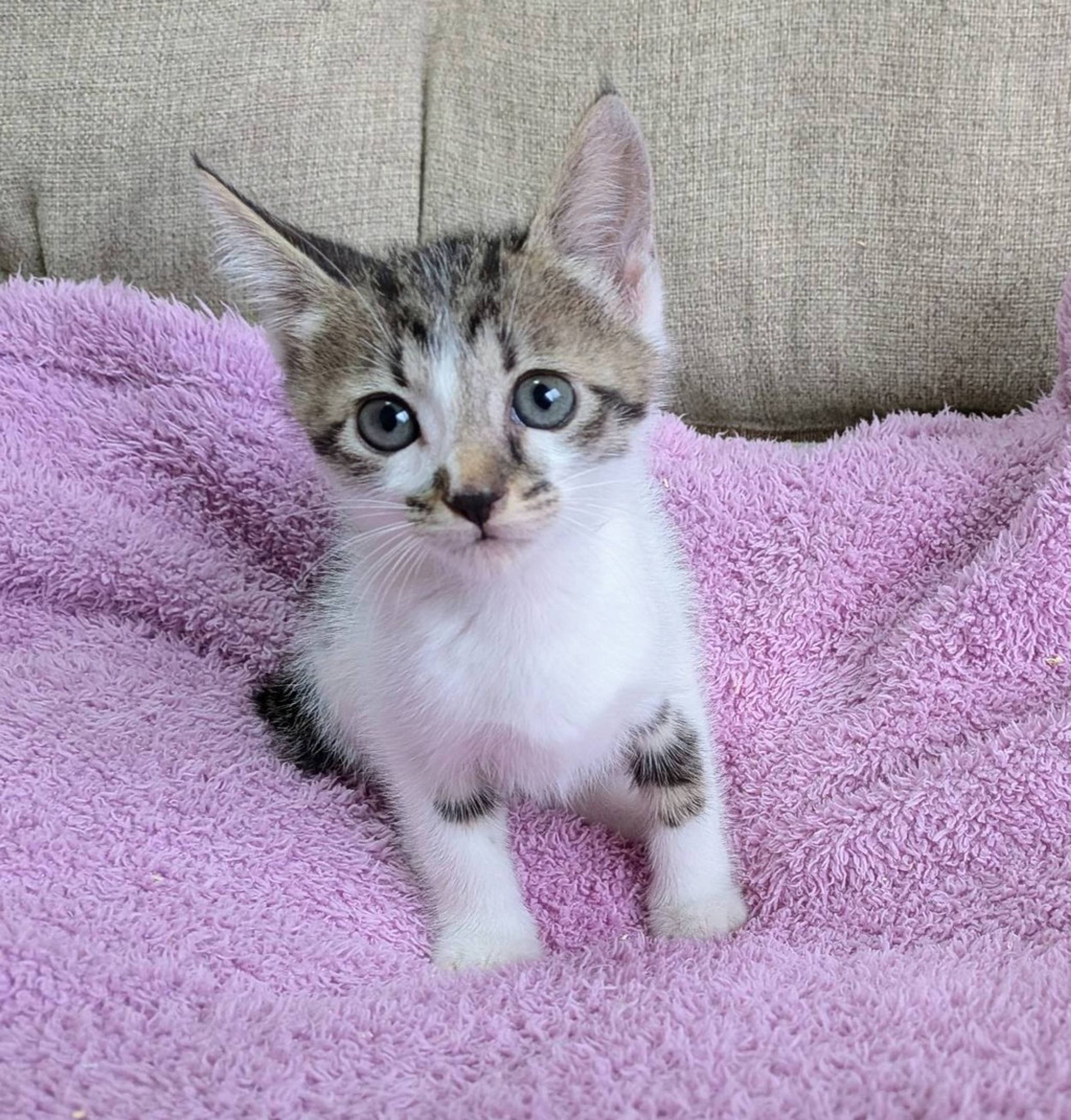 雑種（ミックス猫）・オスの里親募集の写真