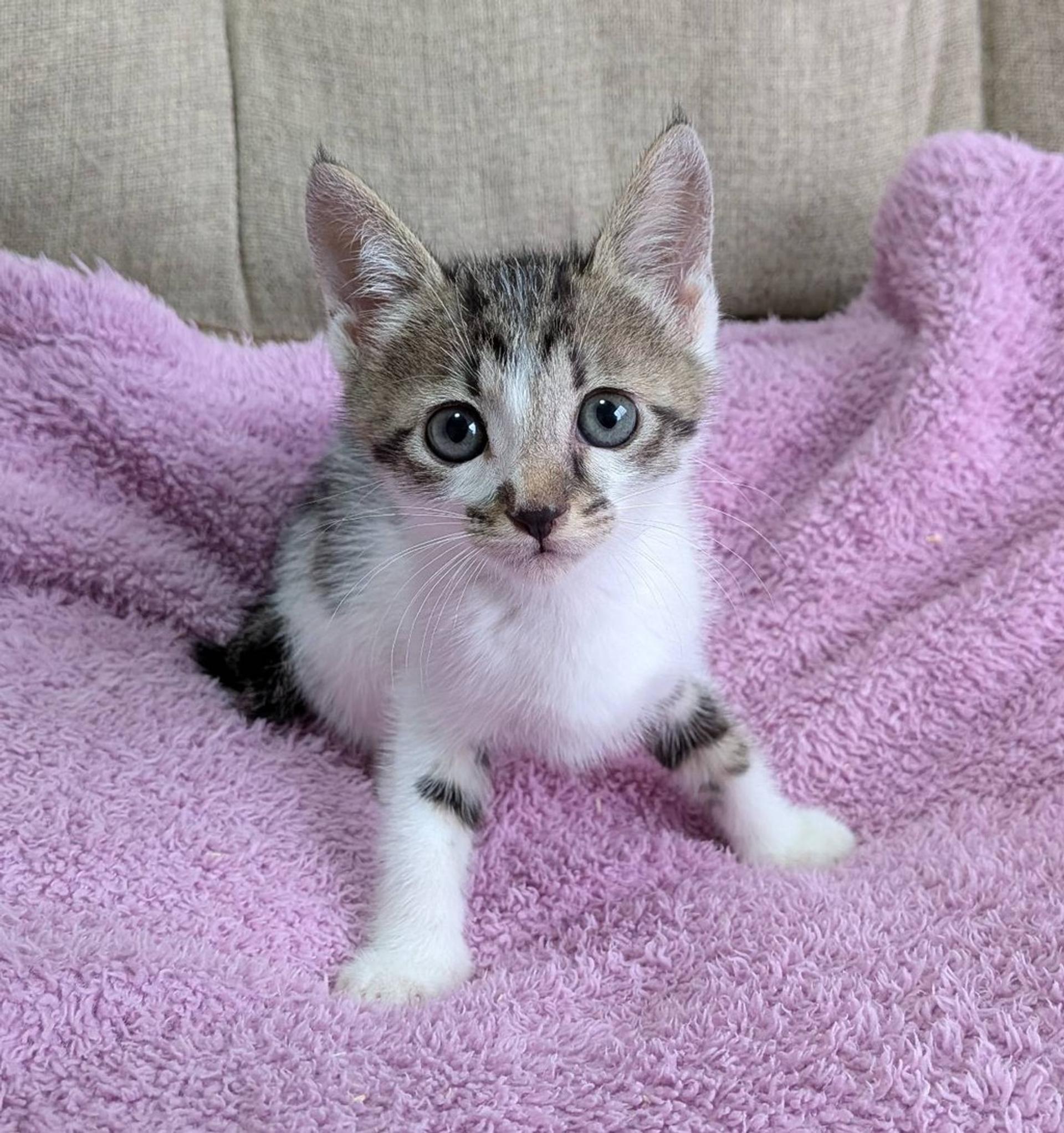 pet-image-2