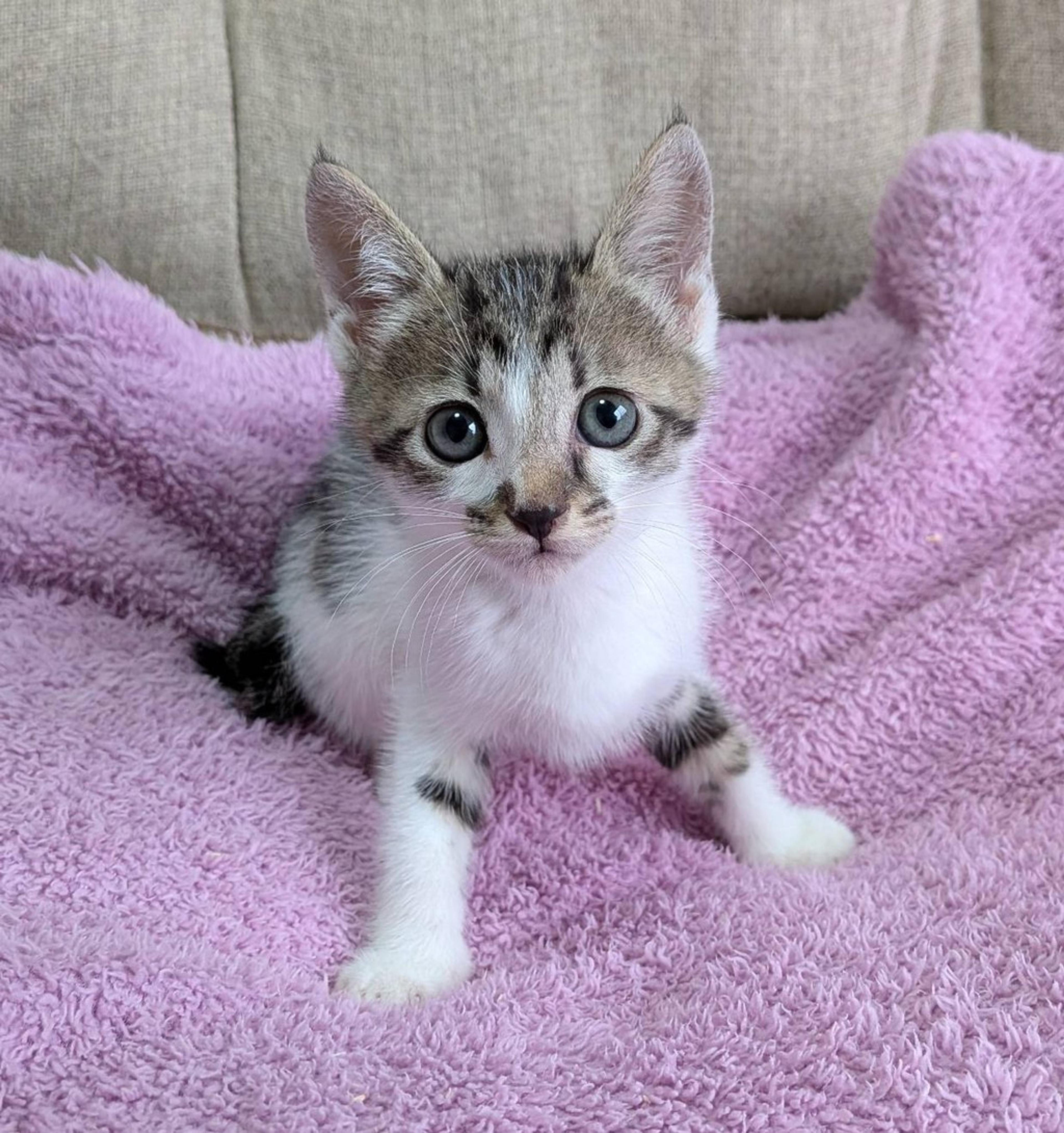 pet-image-2
