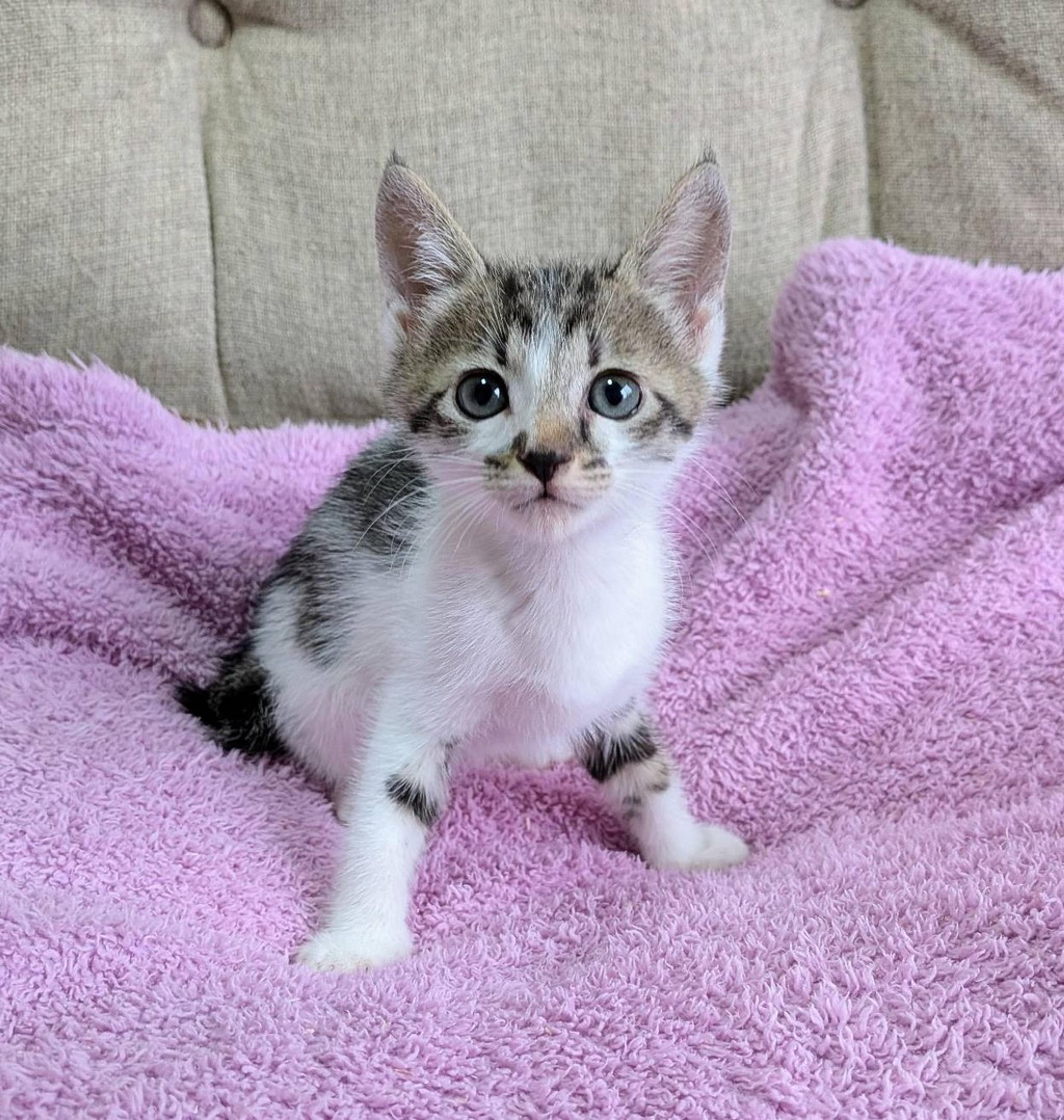 pet-image-3