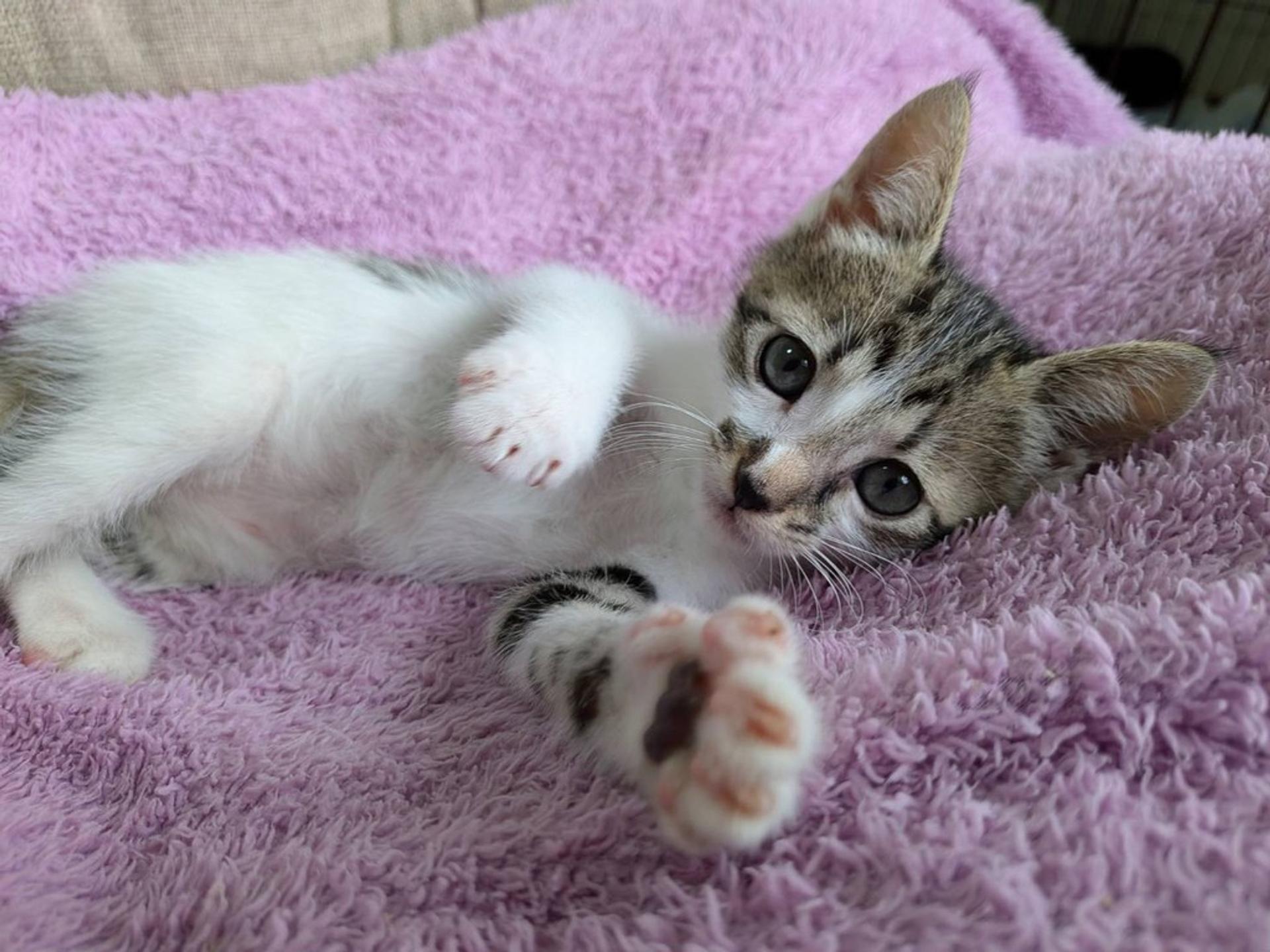 pet-image-5