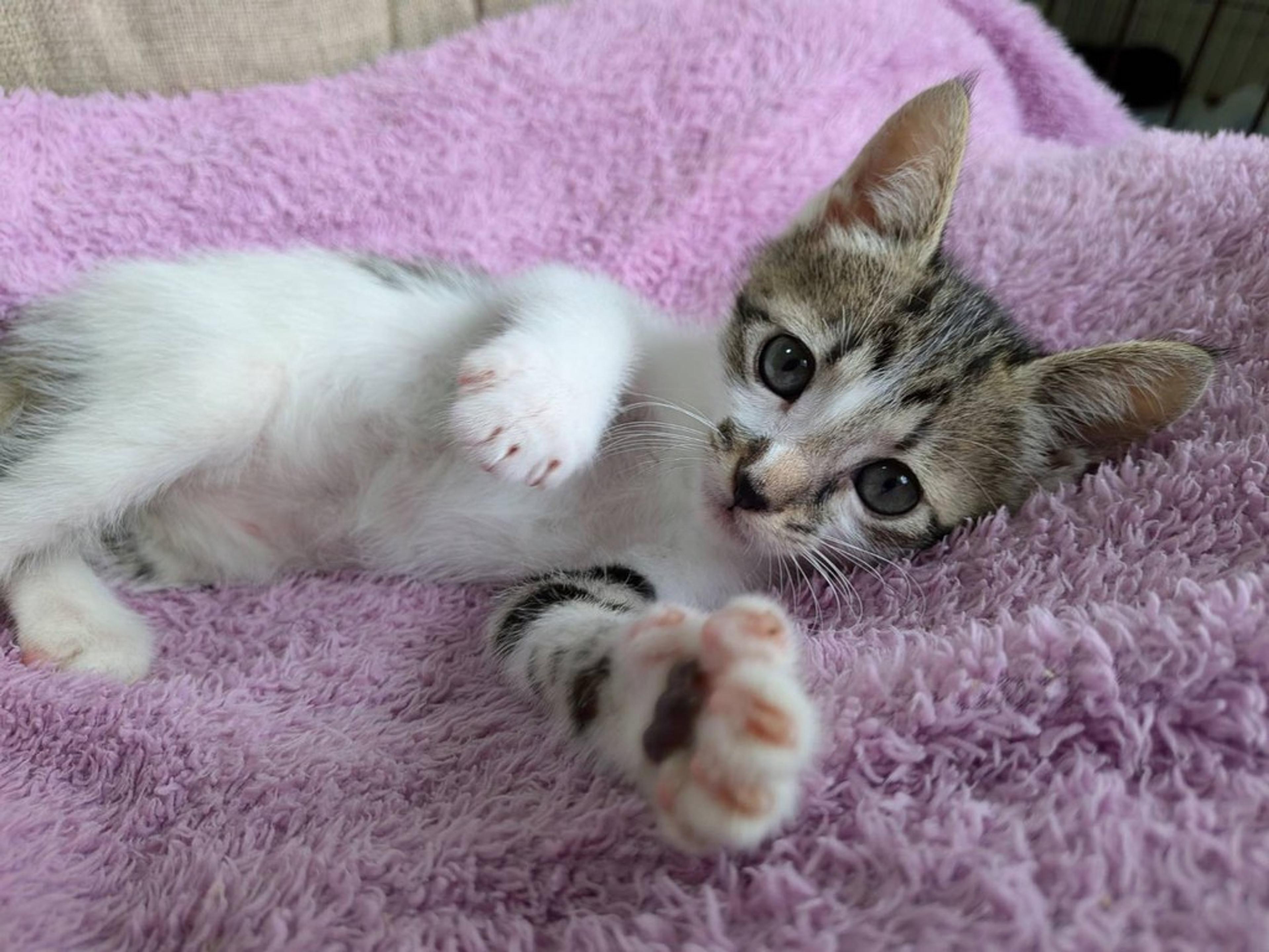 pet-image-5