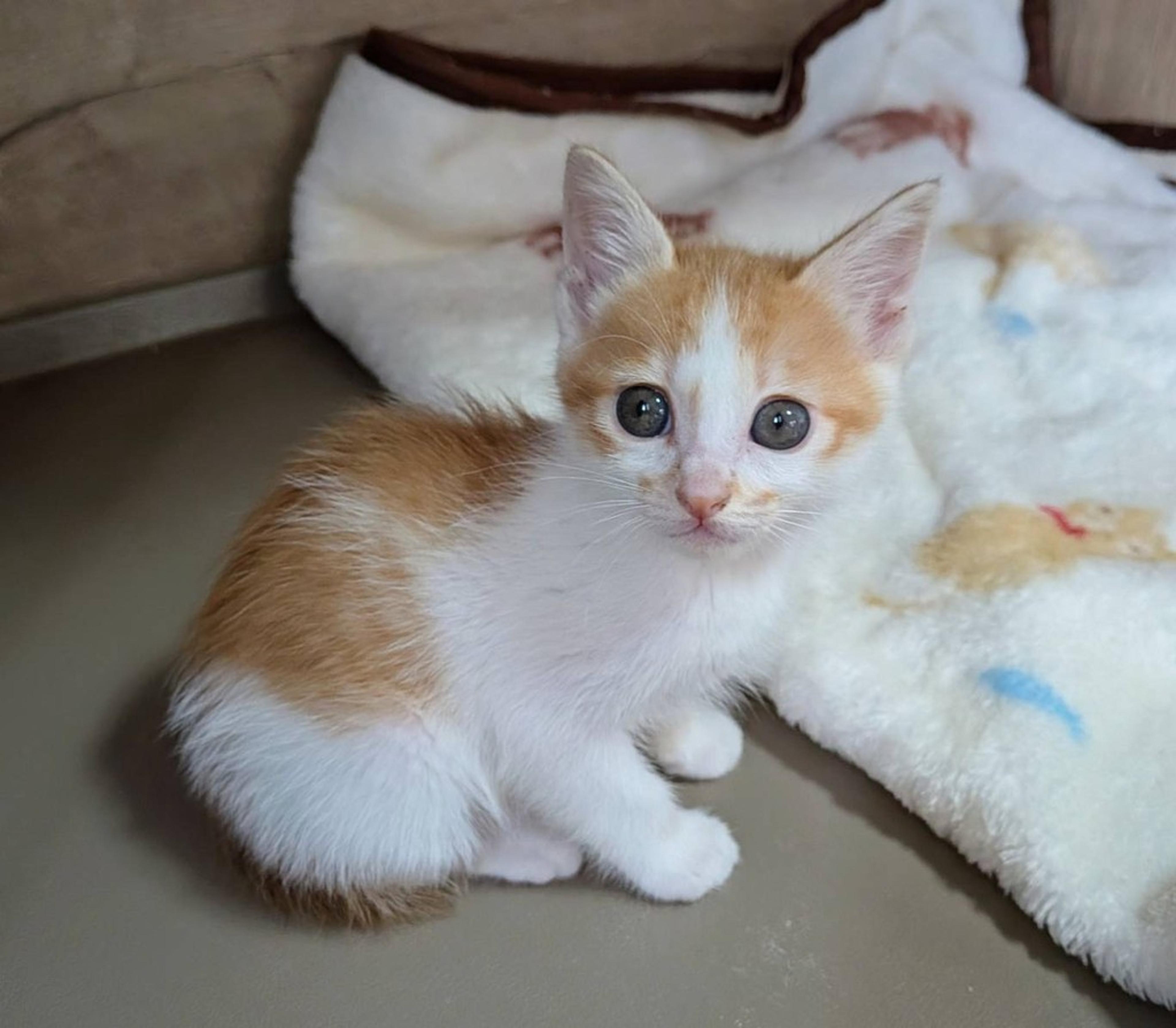 pet-image-2